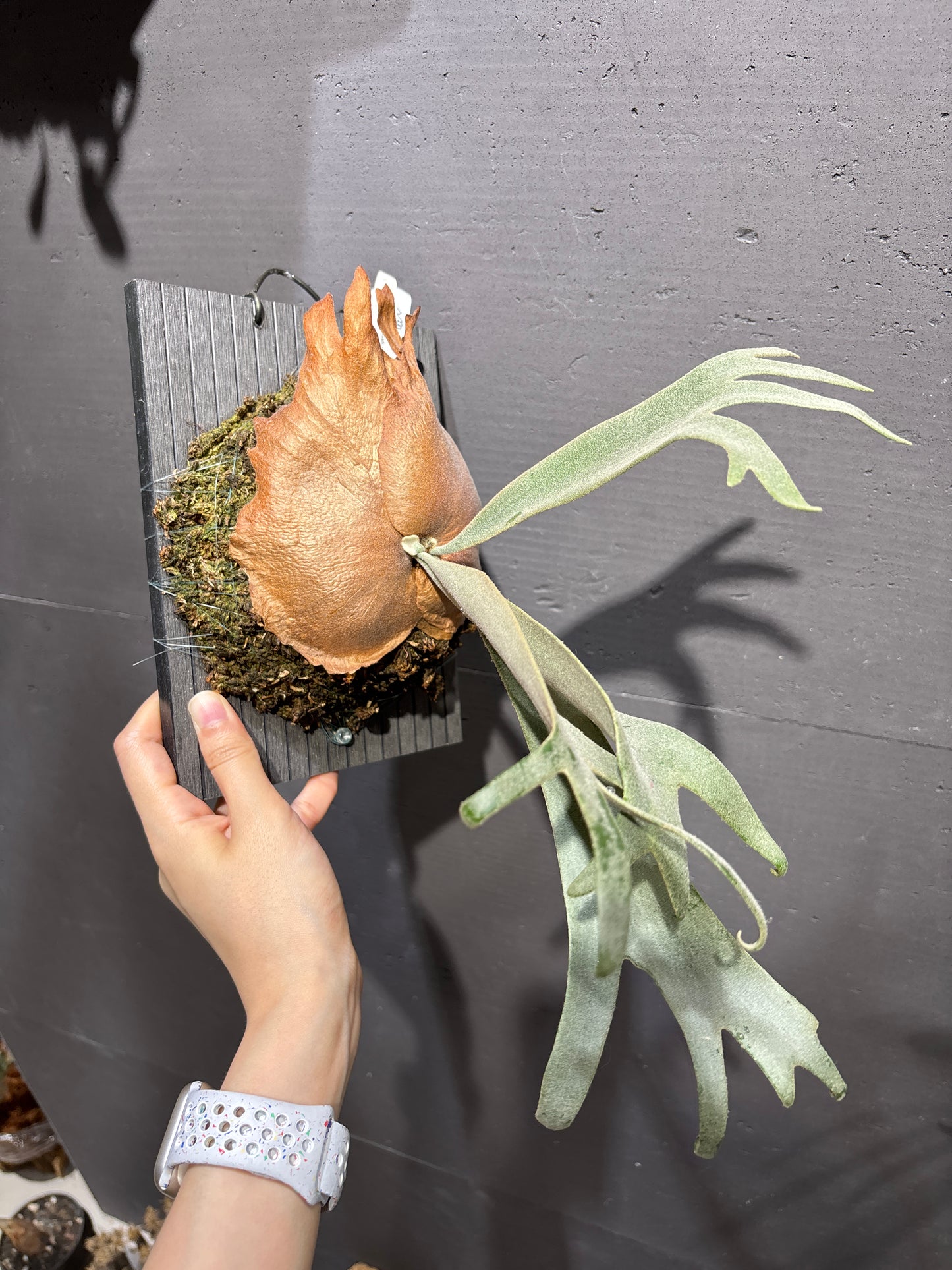 爪哇鹿角蕨 P. willinckii Dwarf Nook spore