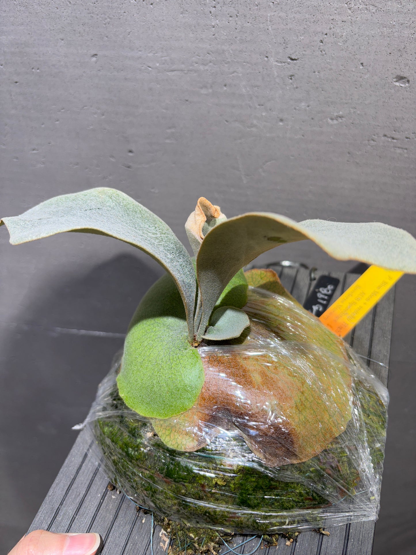 P. Blue Moon + veitchii Higher Finger AUS Sporeling