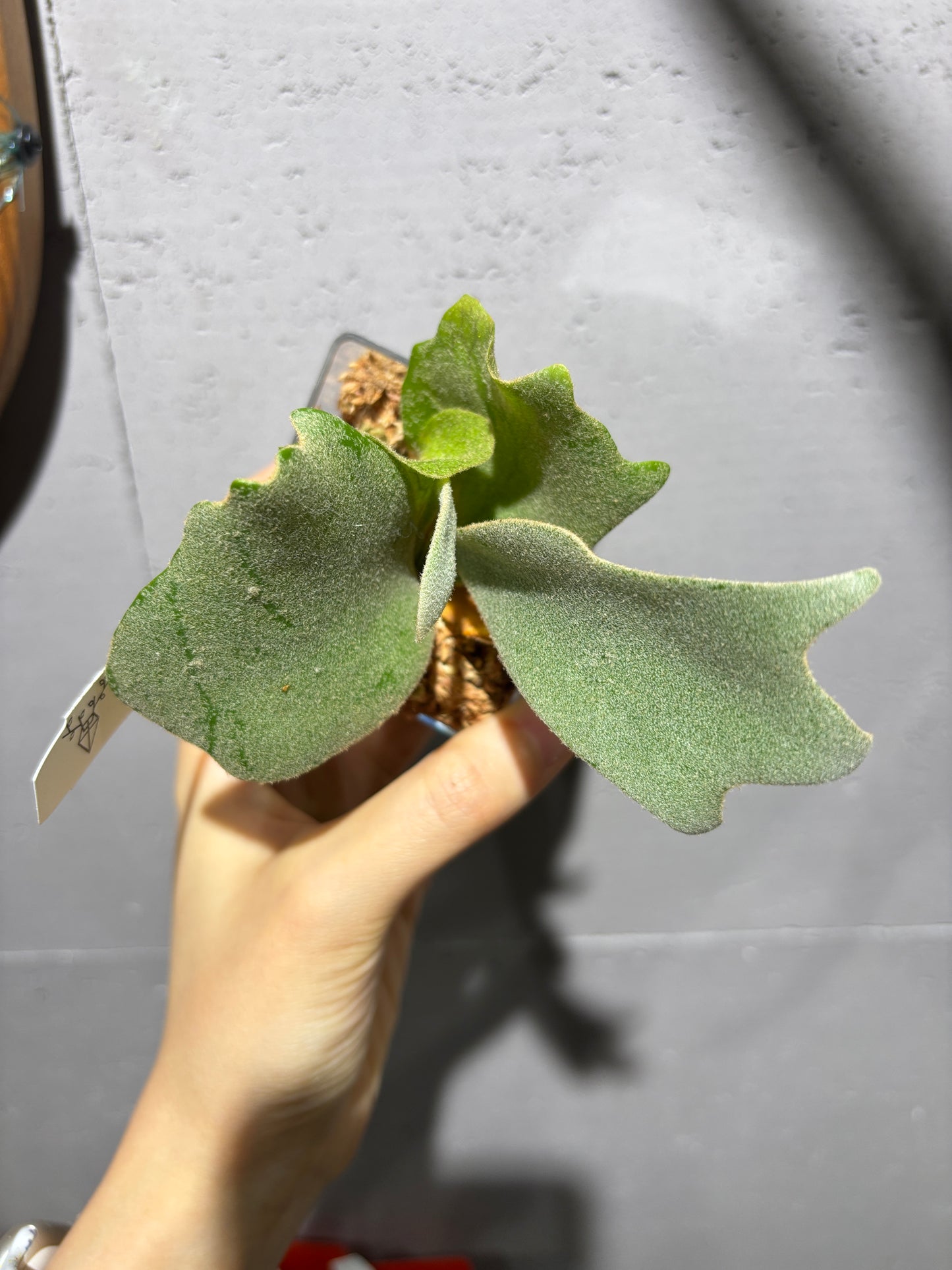 十二田孢子苗 P. Plantinum x P.willinckii ‘魔髮’