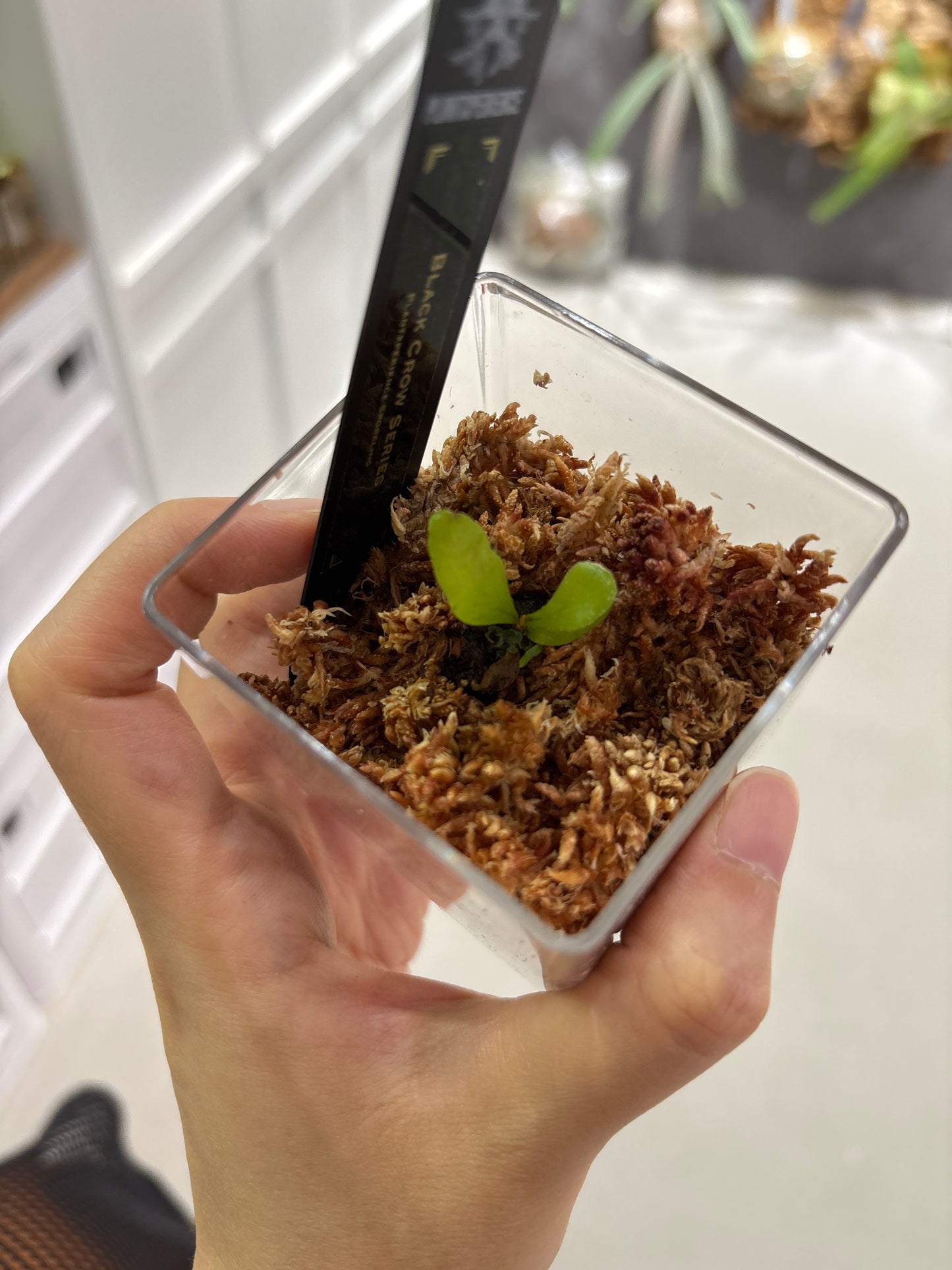 香港本土孢子苗 Black Crow Series Plantxperience Sporeling