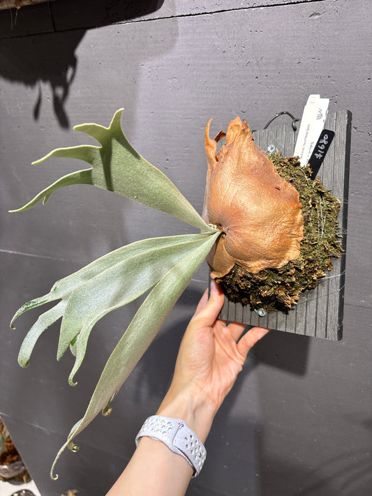 爪哇鹿角蕨 P. willinckii Dwarf Nook spore