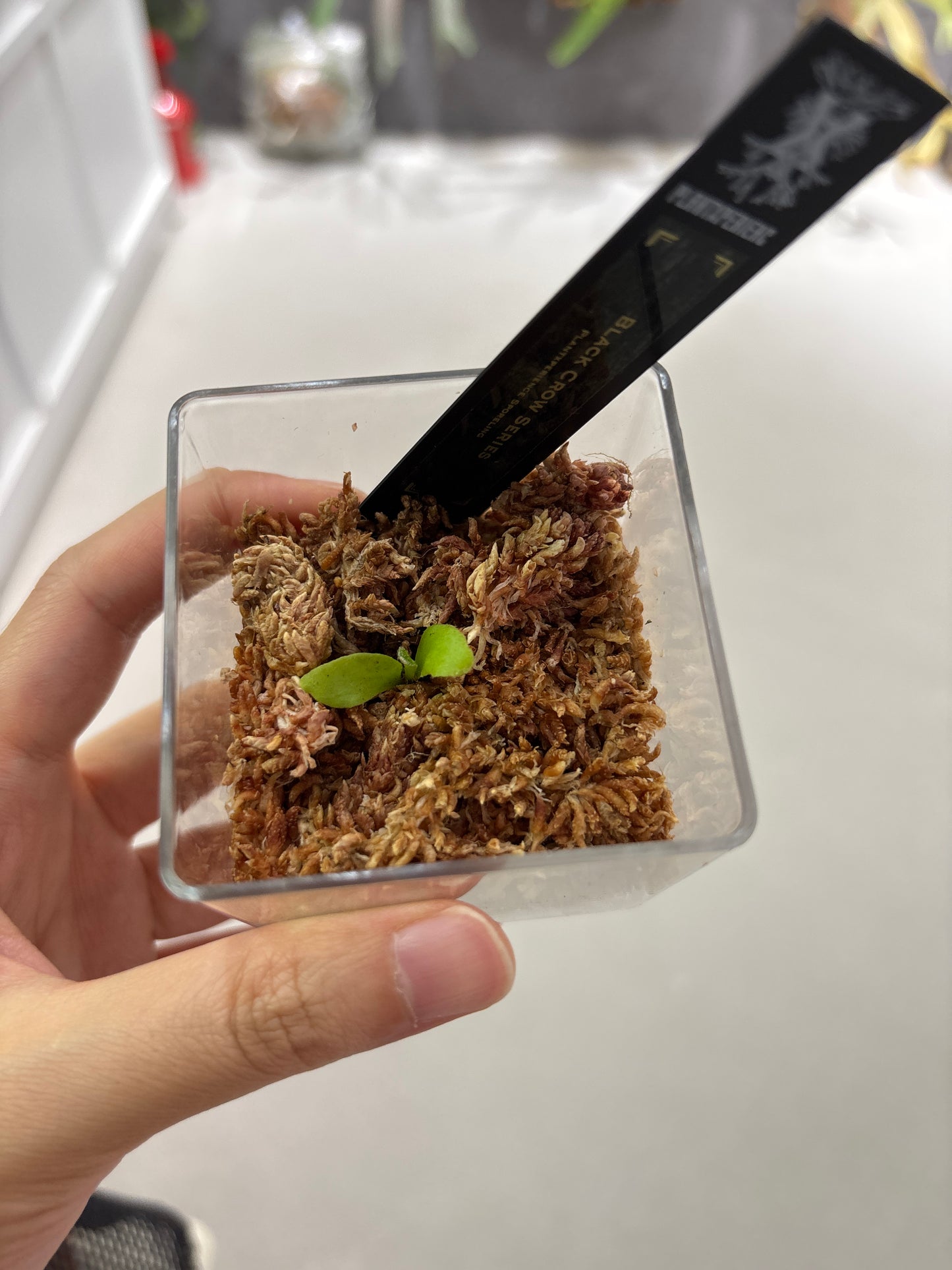 香港本土孢子苗 Black Crow Series Plantxperience Sporeling