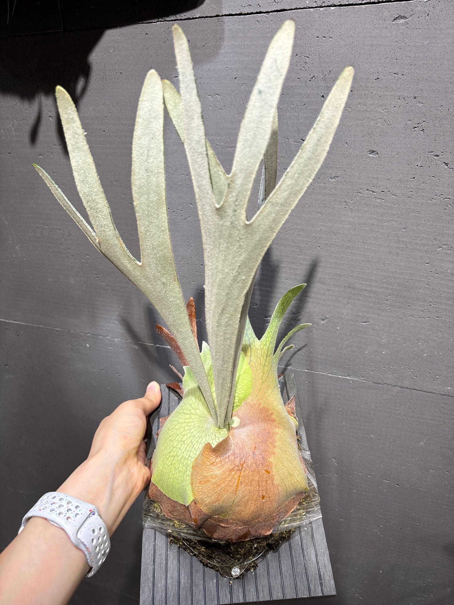 P. Pegasu x P. Pewchan 12th oasis sporeling