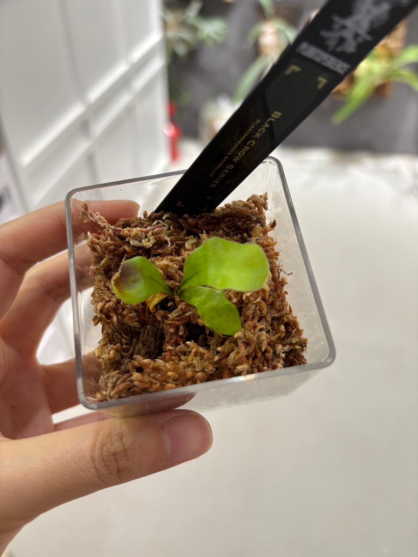 香港本土孢子苗 Black Crow Series Plantxperience Sporeling