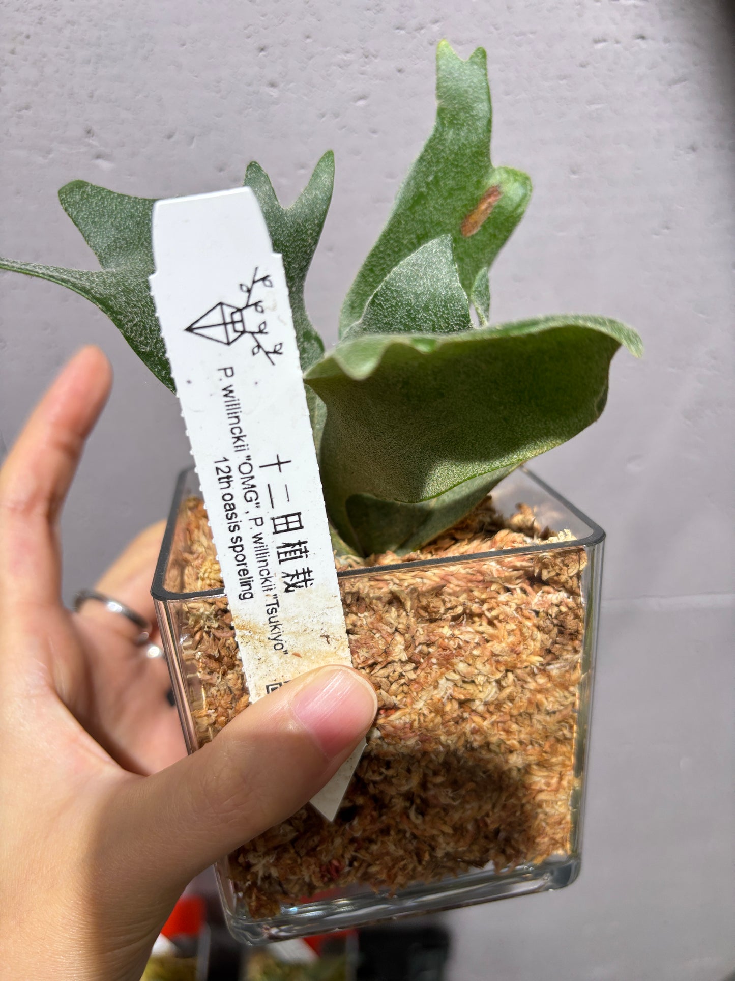 十二田孢子苗 P.willinckii “OMG”, P.willinckii “Tsukiyo”