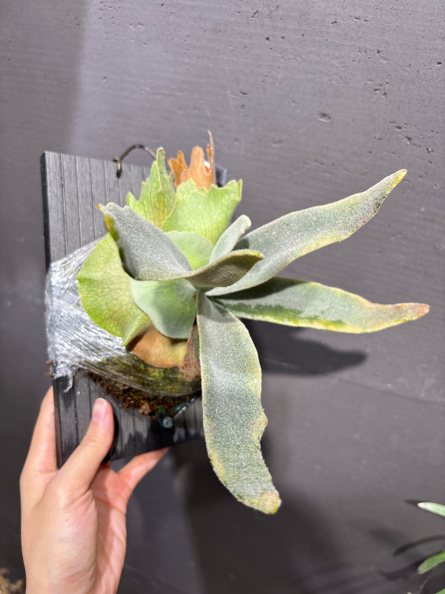 爪哇鹿角蕨 P. willinckii Dwarf Mr. Nook sporeling