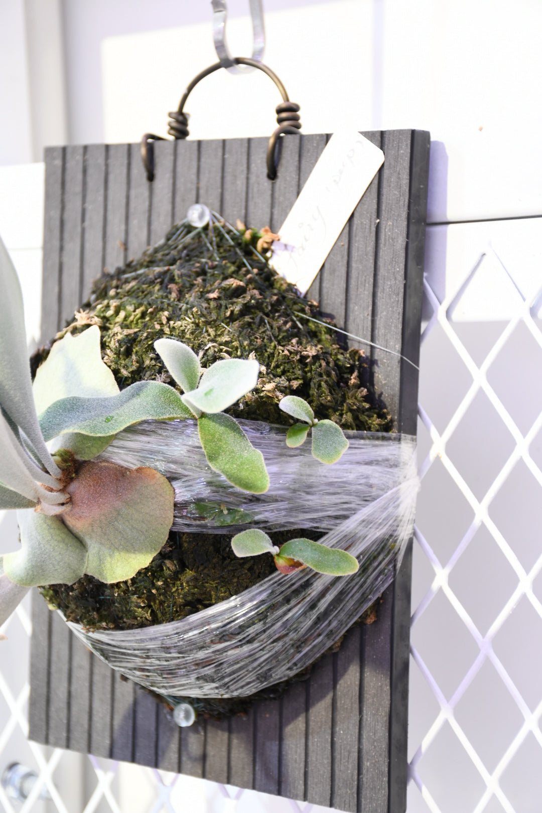 P. Fairy (PN Garden) pup only 只出售圖3-4側芽