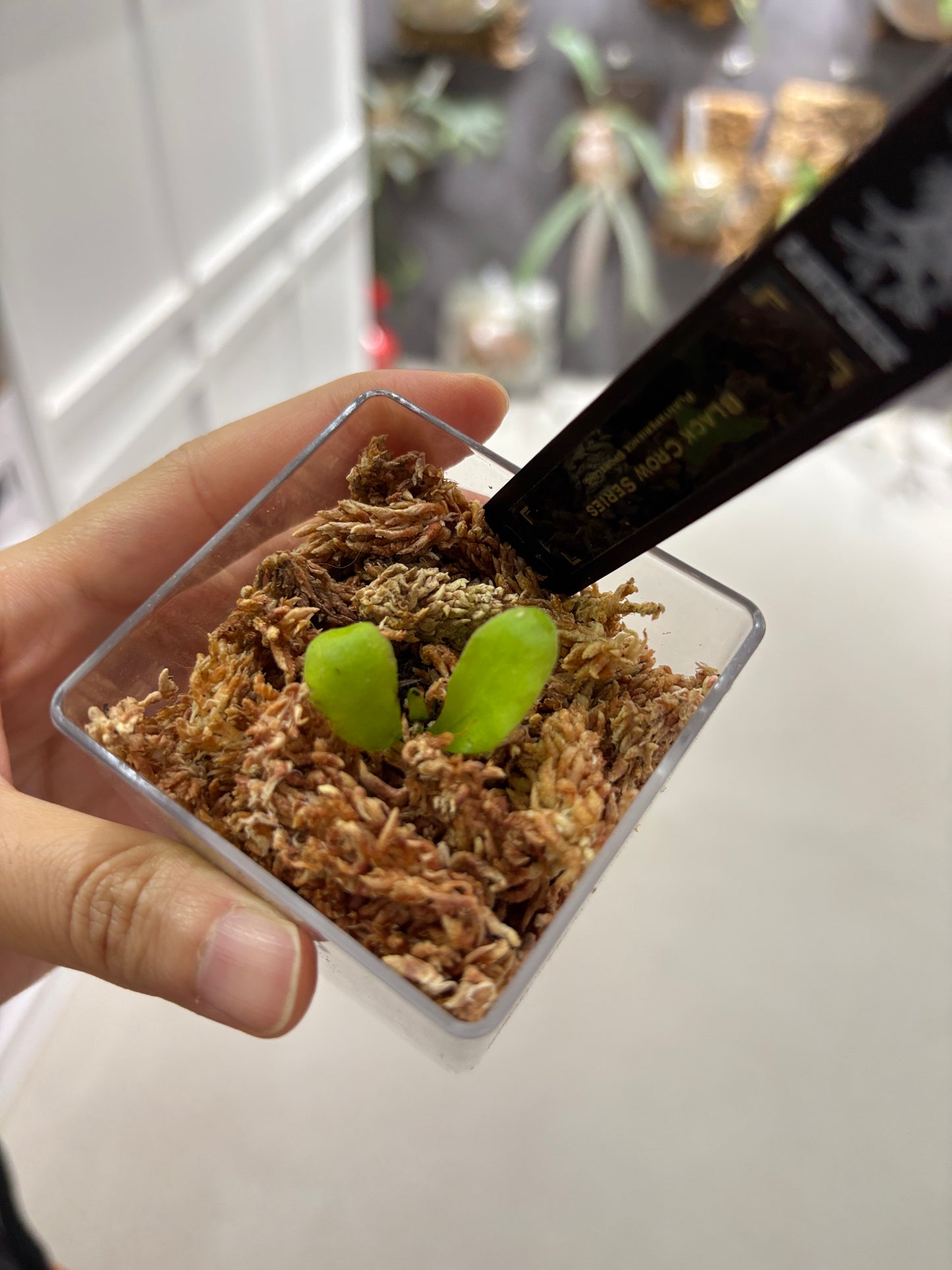 香港本土孢子苗 Black Crow Series Plantxperience Sporeling