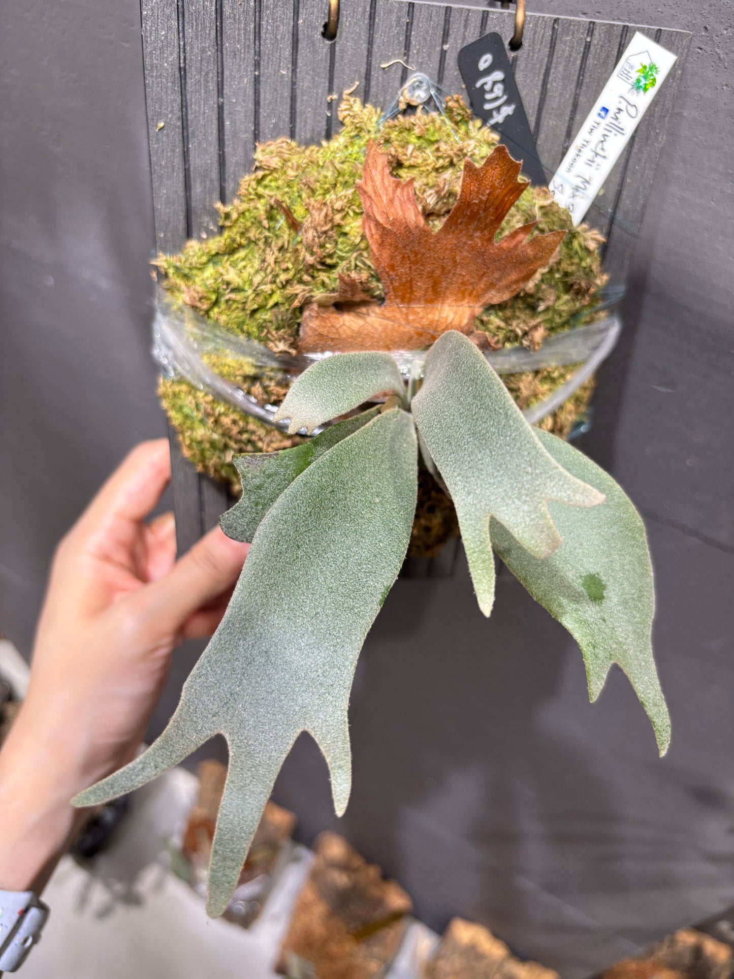 P. Willinckii Mix Spore (Aplus Wild Cat Select Epplay)