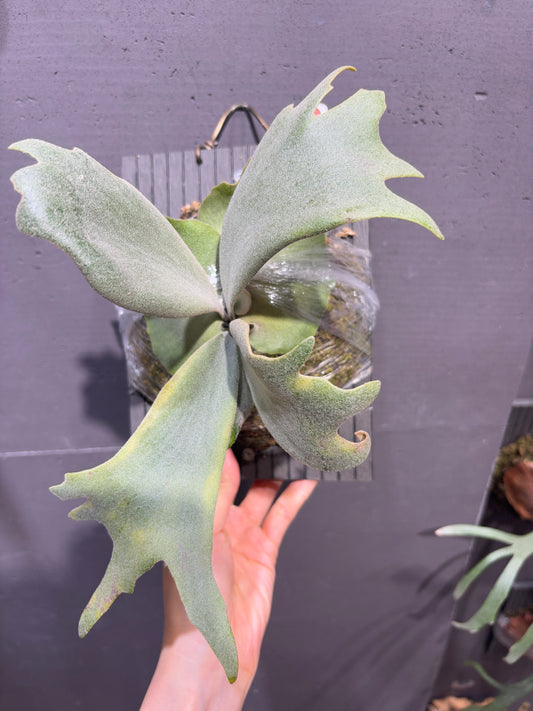P. willinckii cv No. Zero (sporeling)