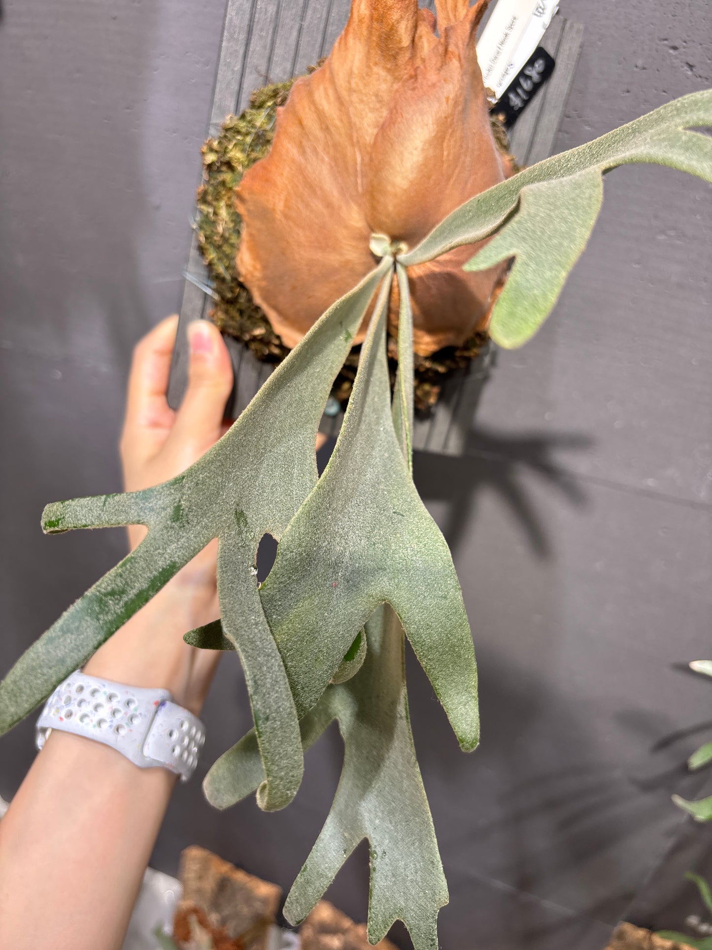 爪哇鹿角蕨 P. willinckii Dwarf Nook spore