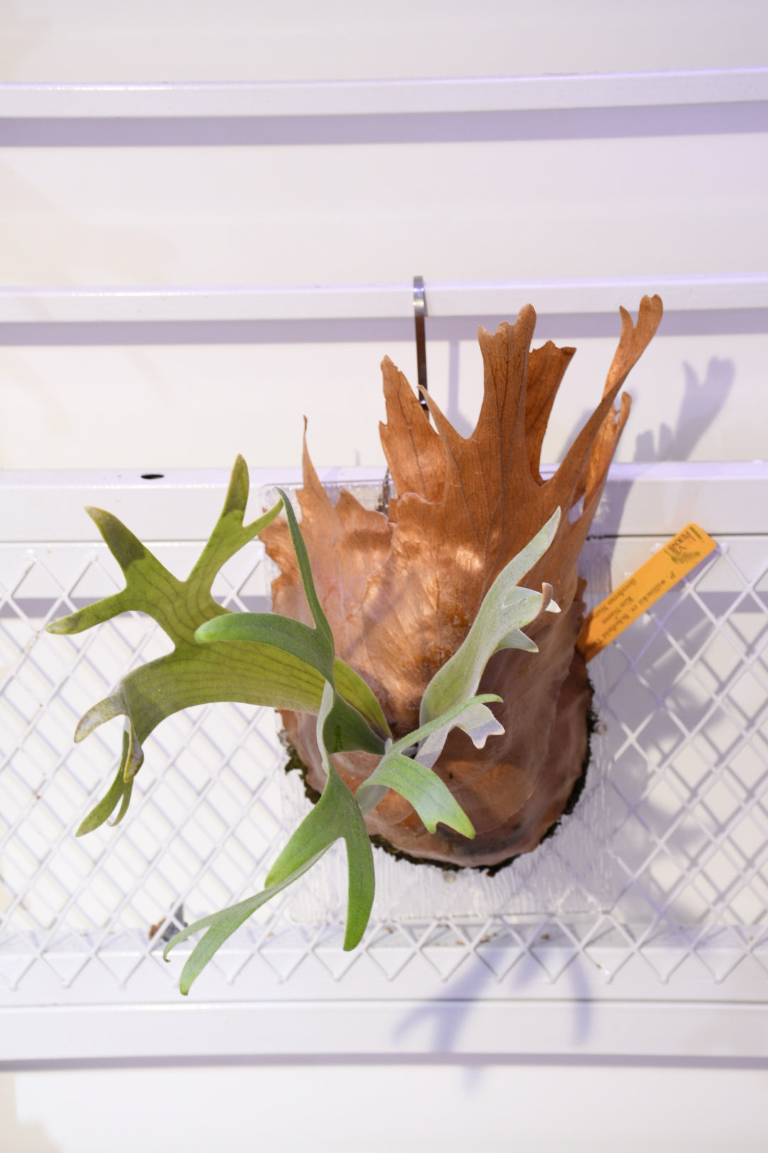 P. Scoldfield Tatsuta x Kin Naree sporeling (ILF)