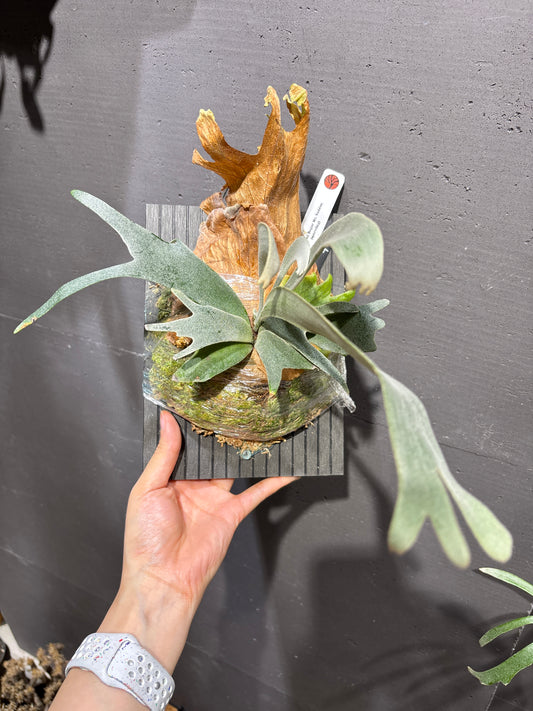 波哥蘇丹鹿角蕨 P. willinckii Bogor Mr. Suddan (sporeling)