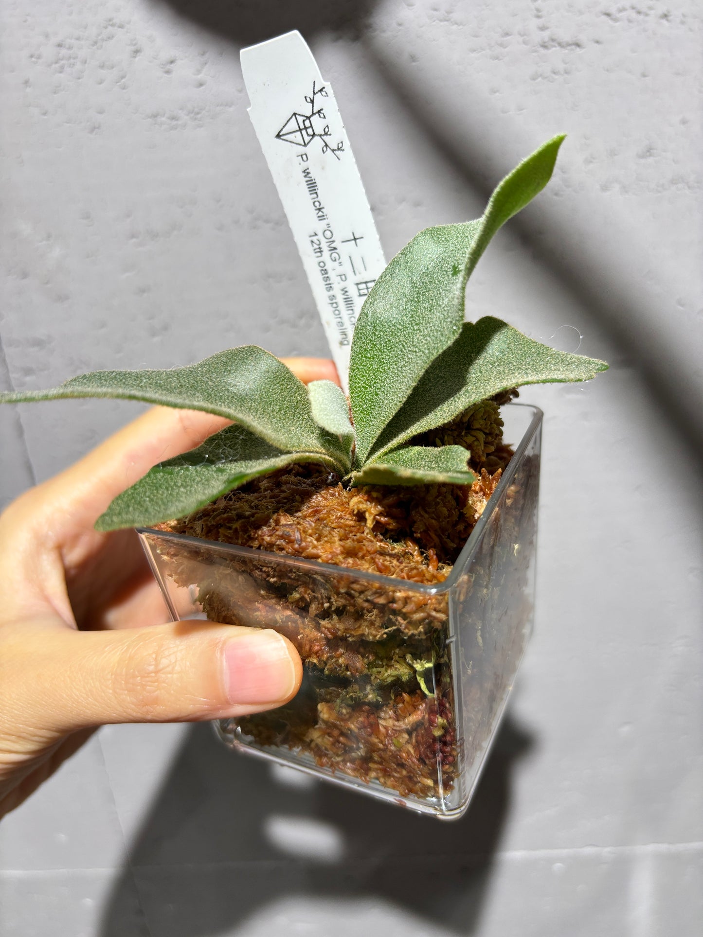 十二田孢子苗 P.willinckii “OMG”, P.willinckii “Little Cloud” 12th oasis sporeling