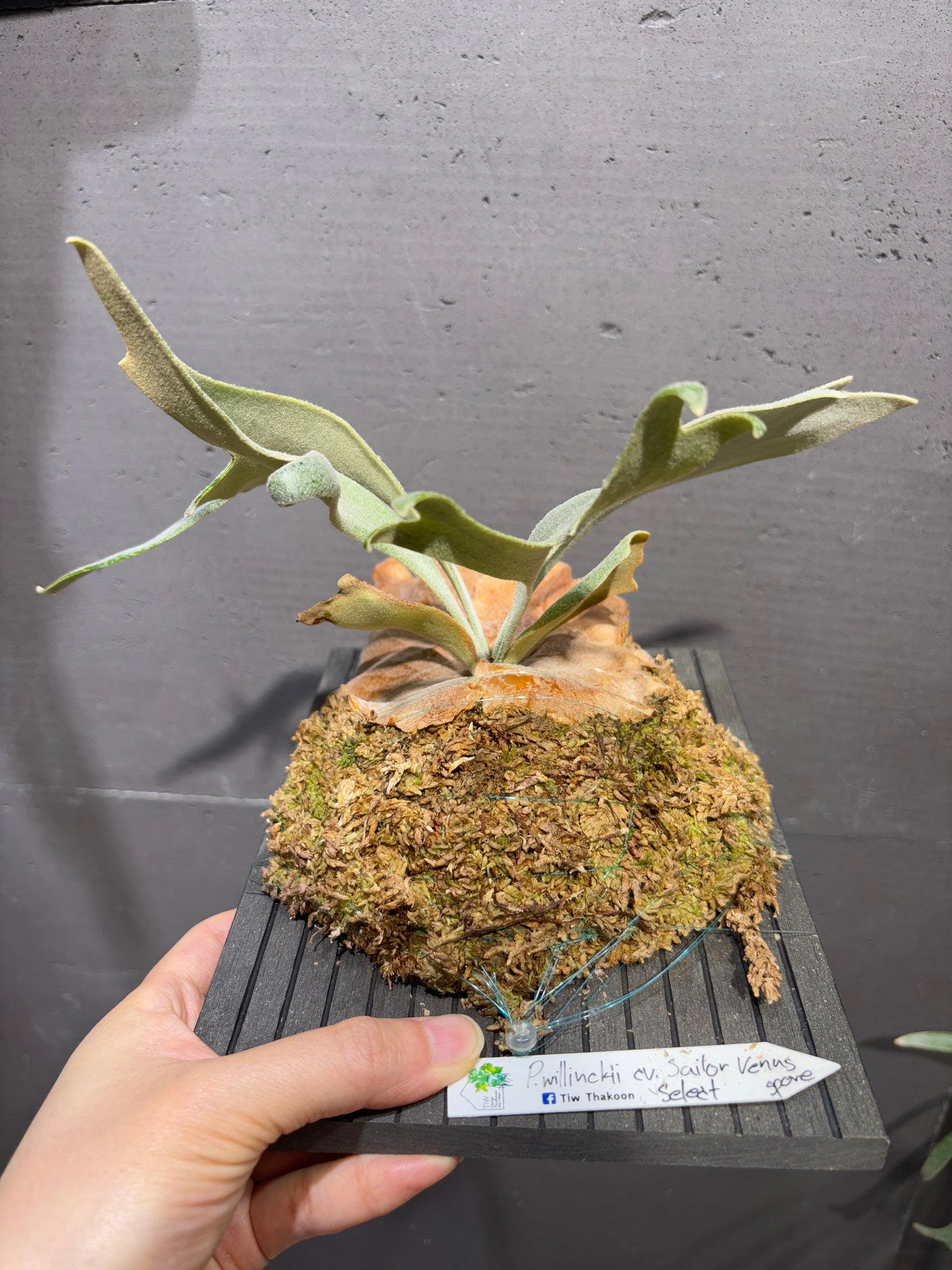 P. willinckii cv Sailor Venus Select spore