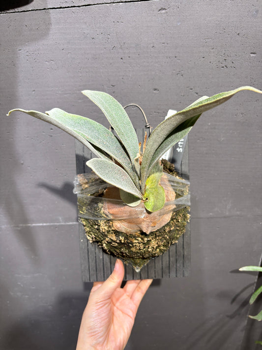 P. Veitchii cv. Auburn River, P. willinckii Kheer Miang Series Sporeling