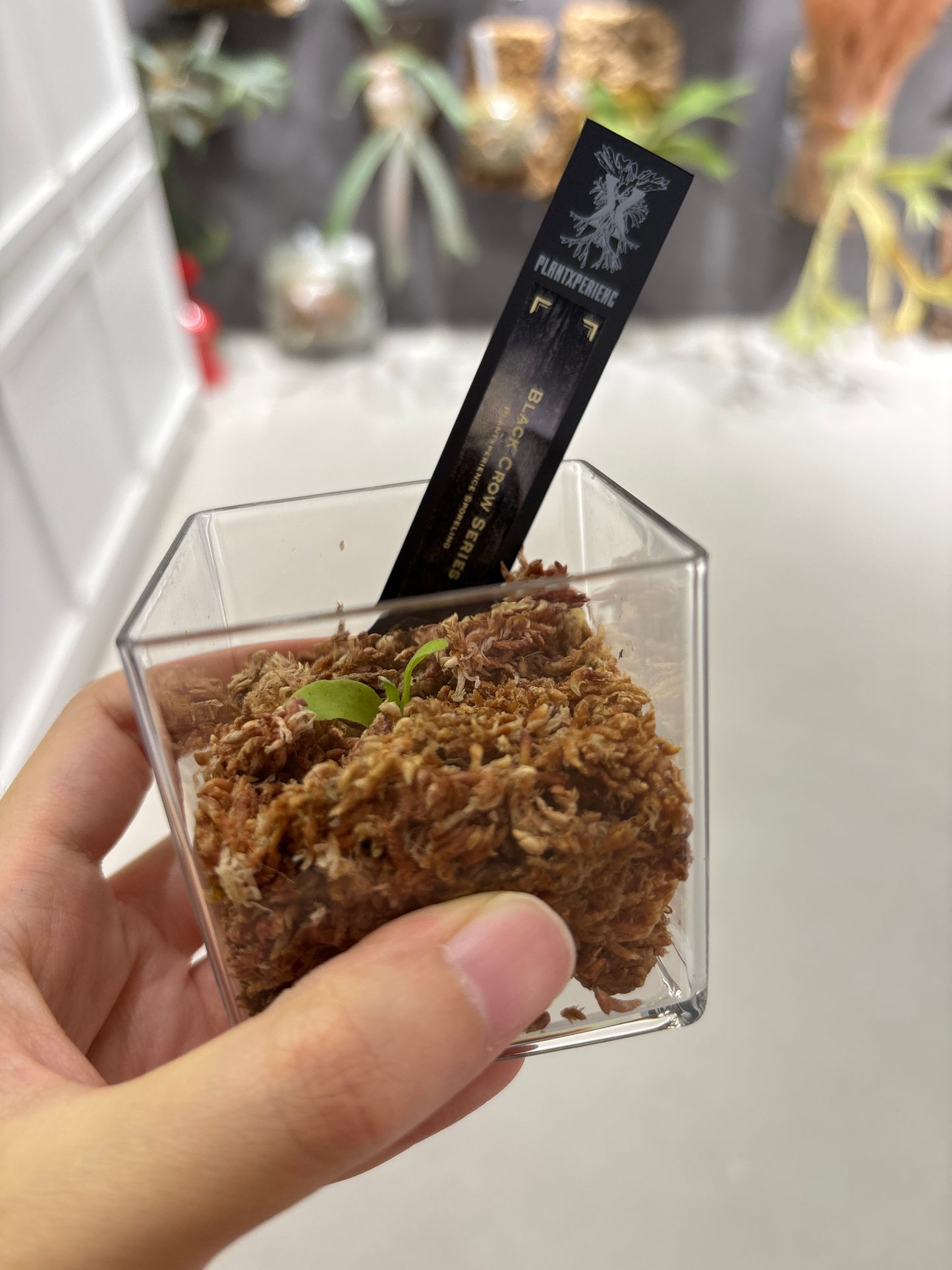 香港本土孢子苗 Black Crow Series Plantxperience Sporeling