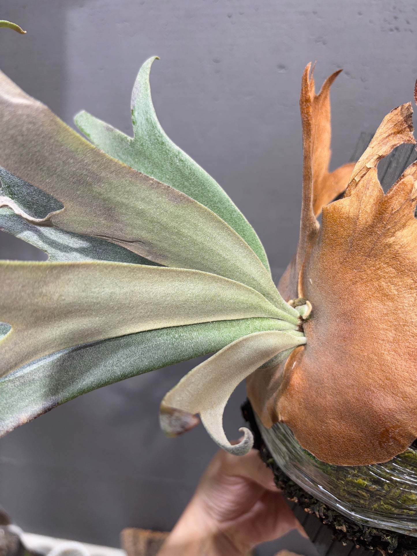 P. willinckii cv. Silvery dwarf Sporeling