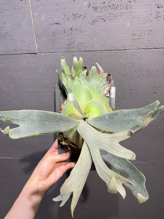 P. willinckii x P. Lemoinei (JR) sporeling