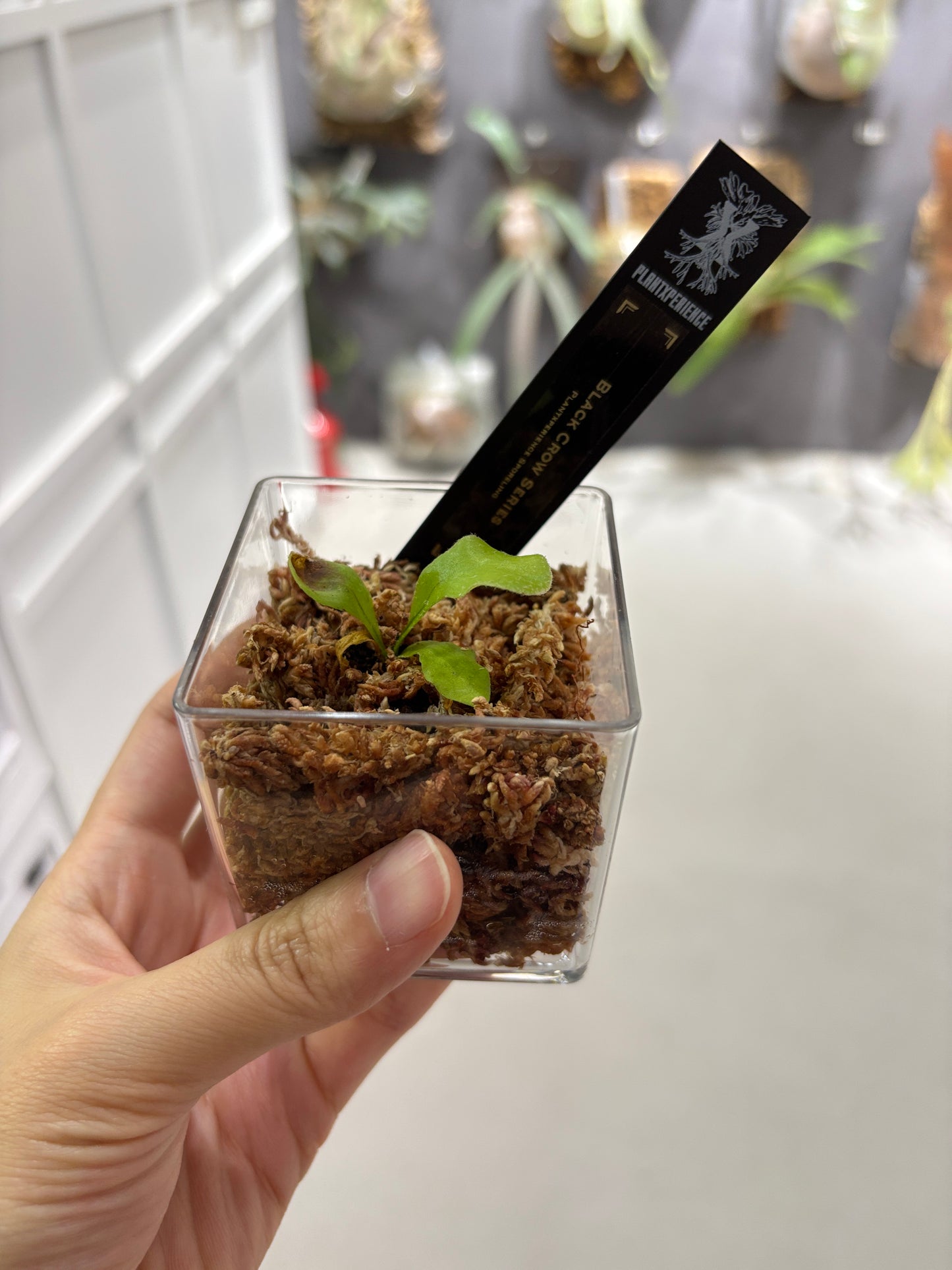 香港本土孢子苗 Black Crow Series Plantxperience Sporeling