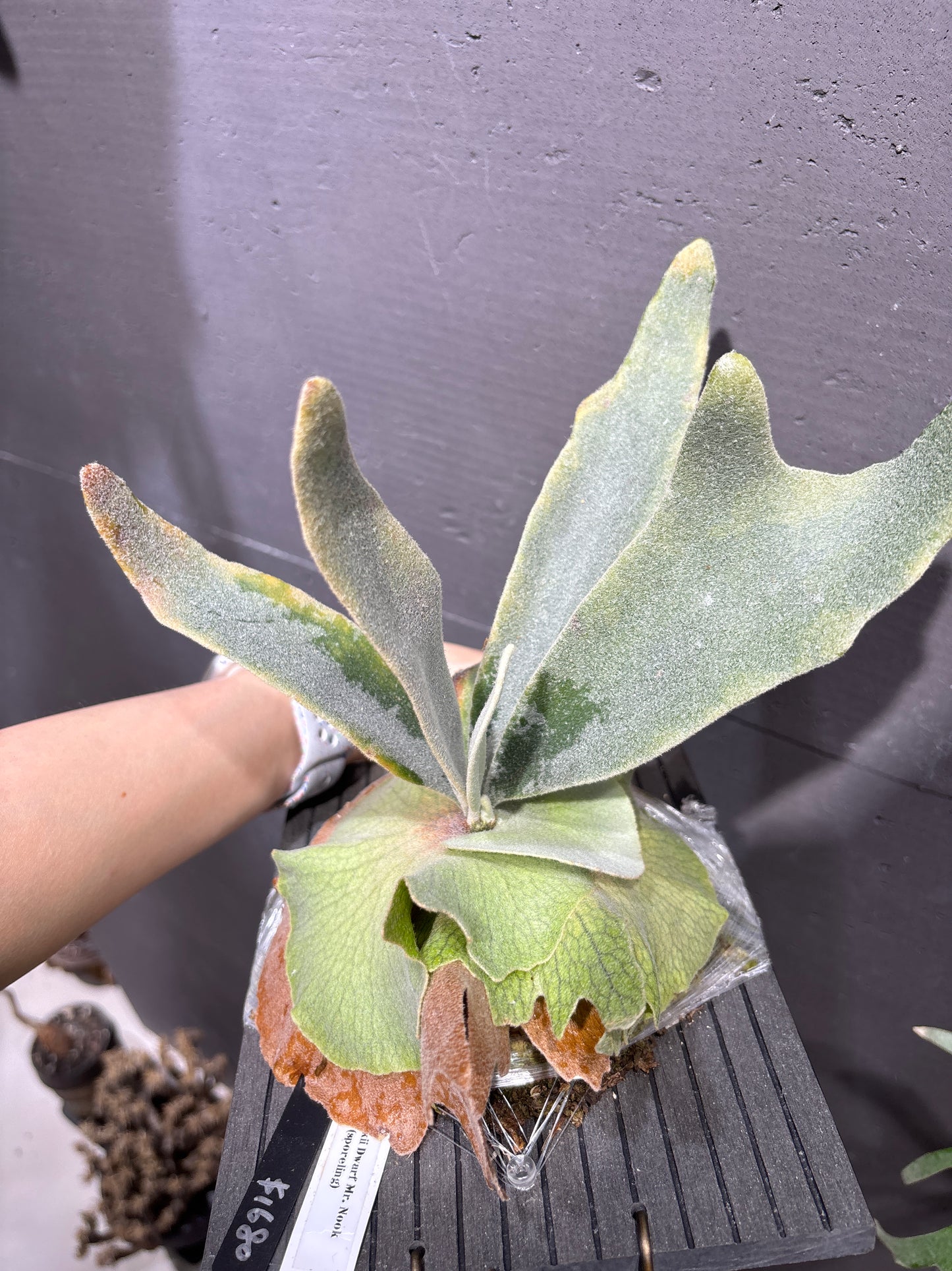 爪哇鹿角蕨 P. willinckii Dwarf Mr. Nook sporeling