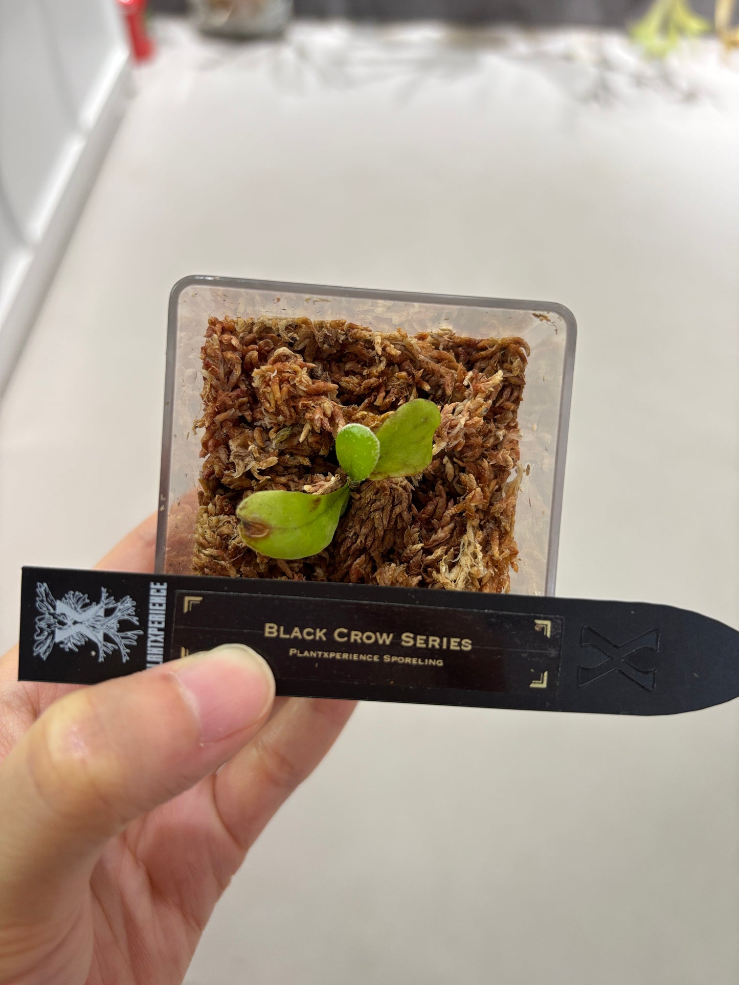 香港本土孢子苗 Black Crow Series Plantxperience Sporeling