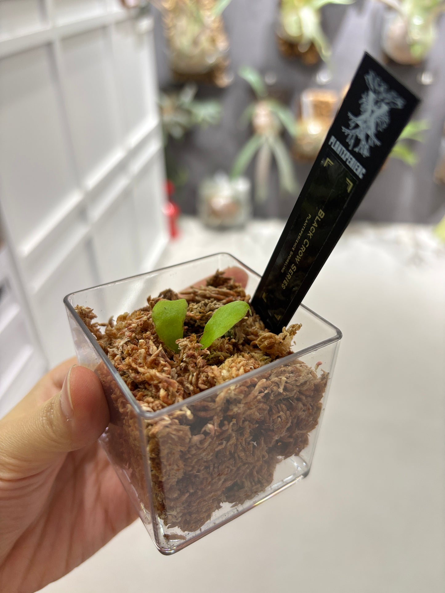 香港本土孢子苗 Black Crow Series Plantxperience Sporeling