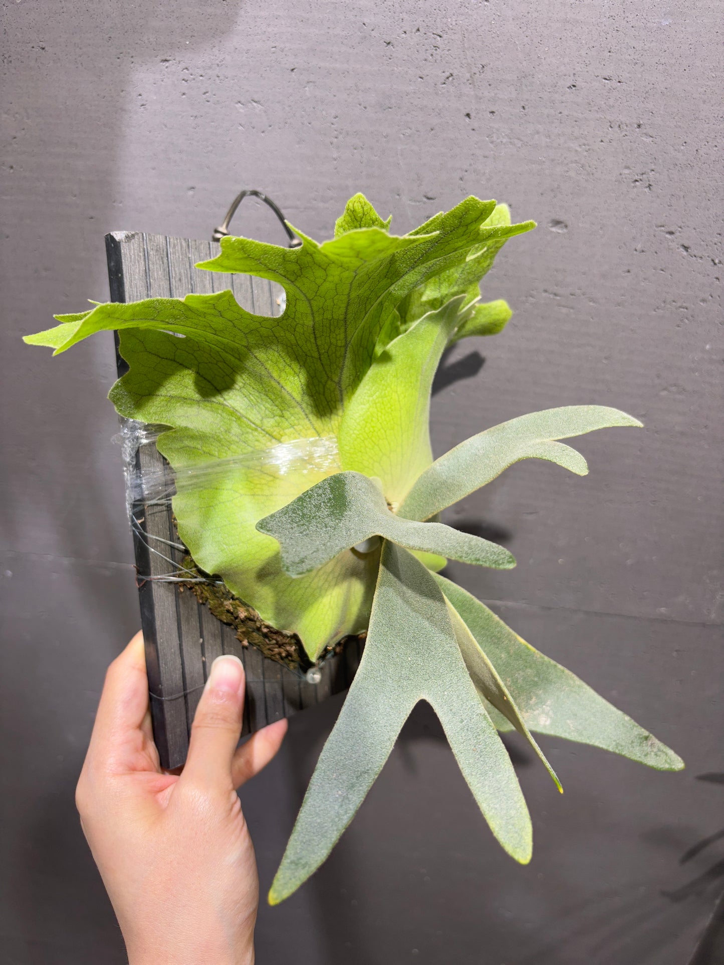 P. Igdrasill x Whirlwind