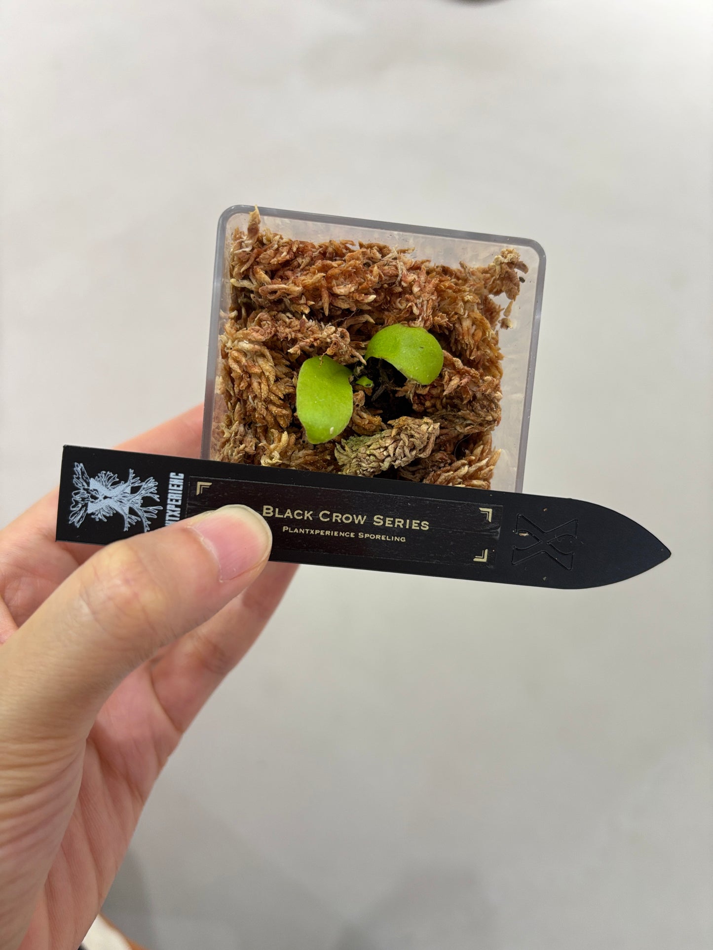 香港本土孢子苗 Black Crow Series Plantxperience Sporeling