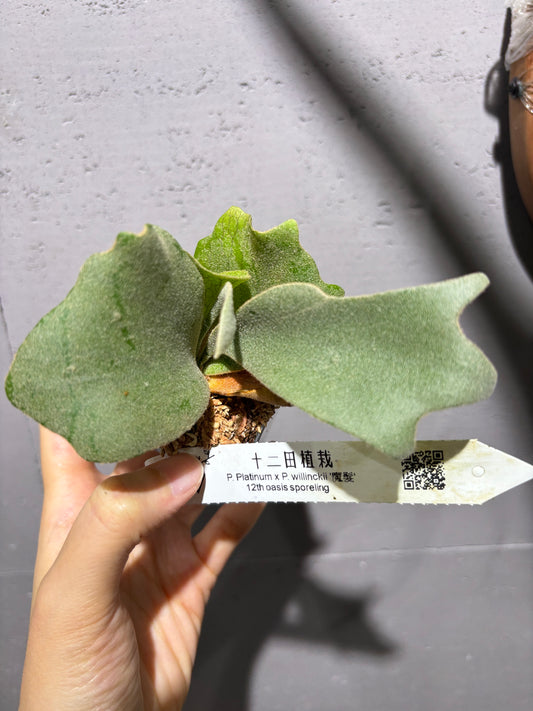 十二田孢子苗 P. Plantinum x P.willinckii ‘魔髮’