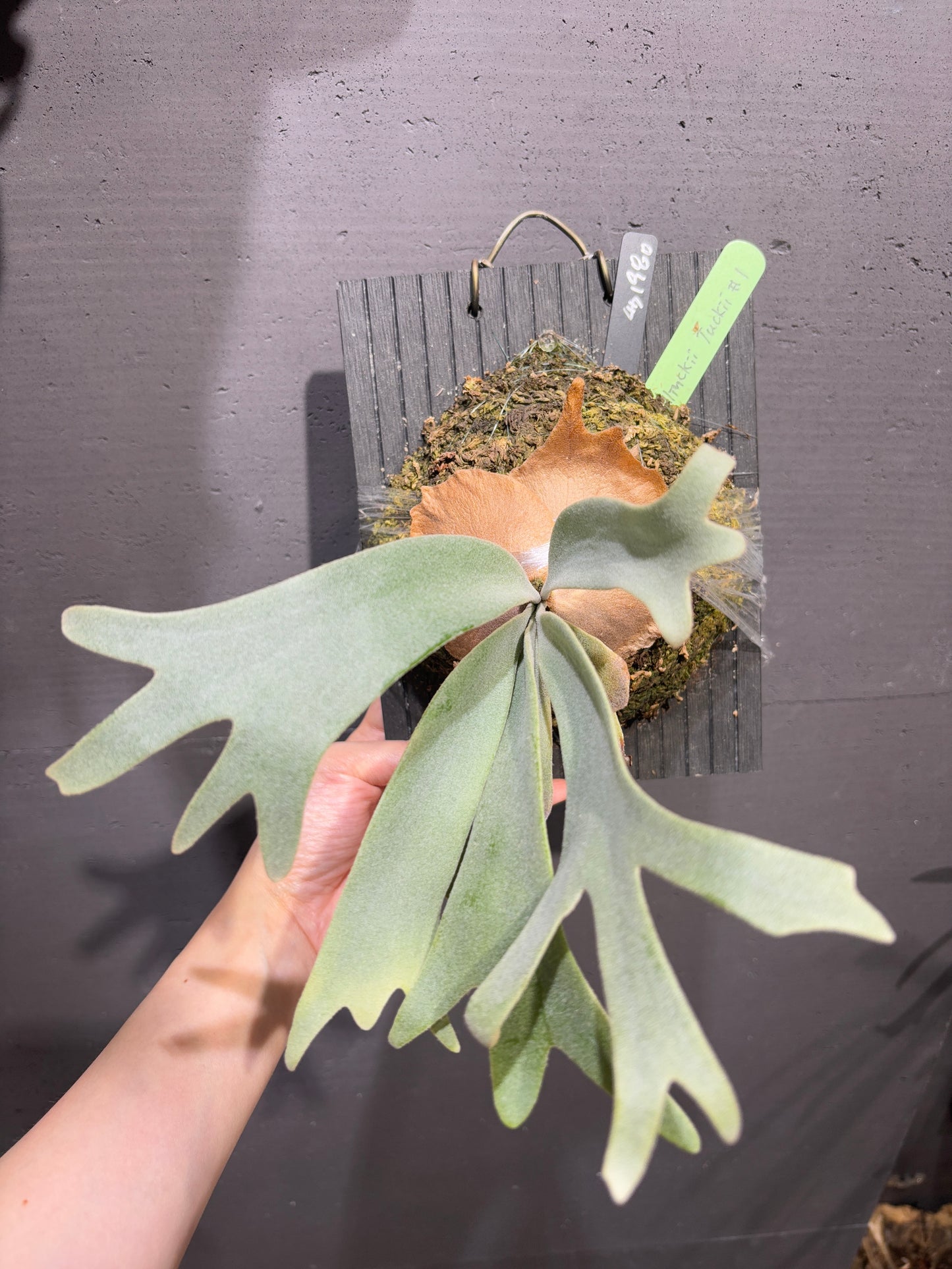 P. willinckii Tuckii #1