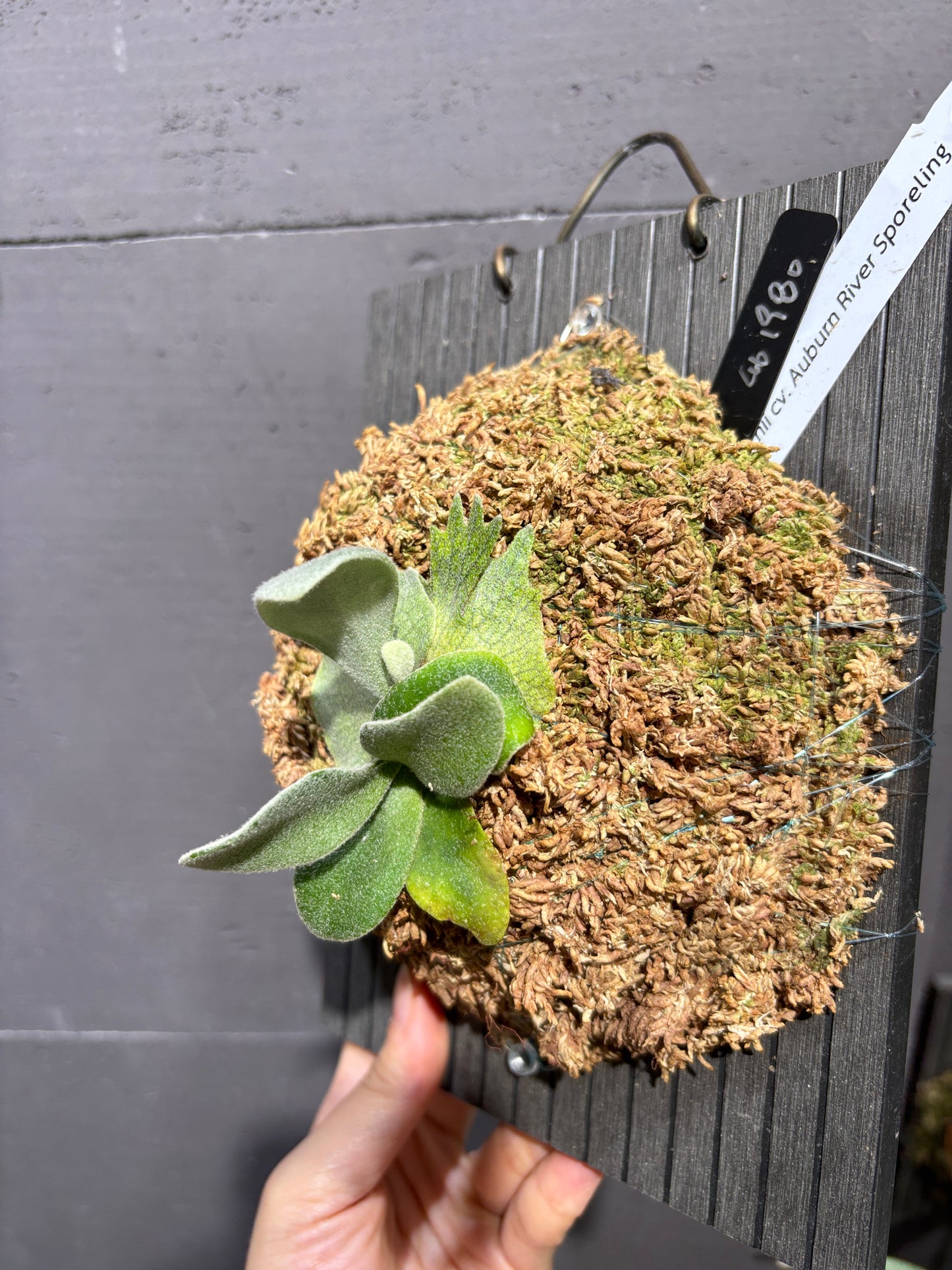 P. Veitchii cv. Auburn River sporeling
