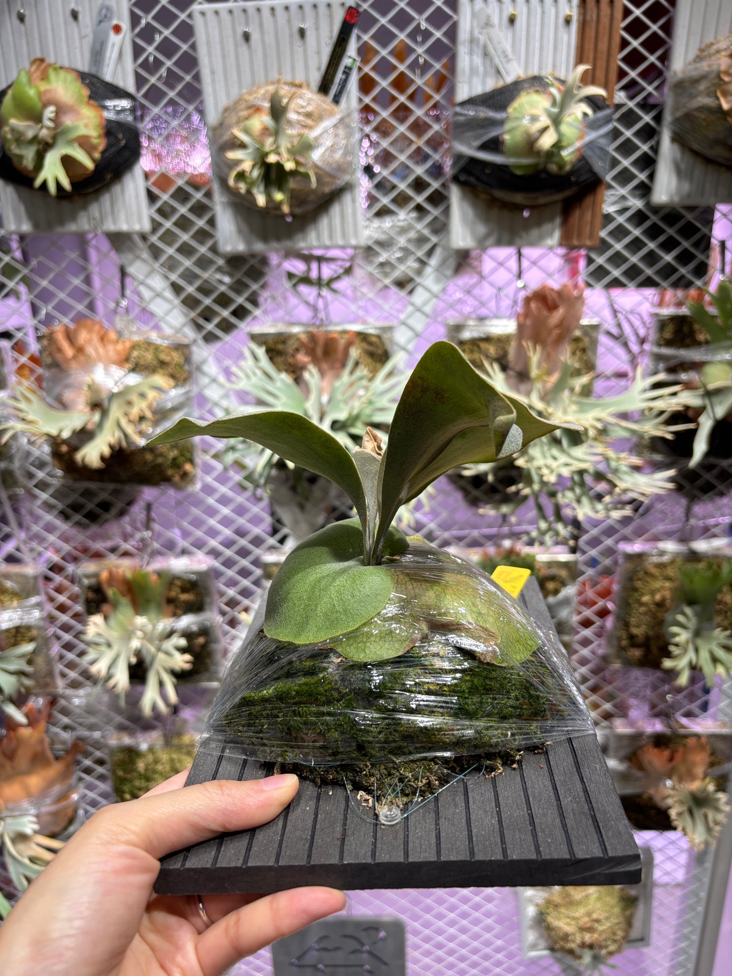 P. Blue Moon x veitchii High Finger AUS Sporelings