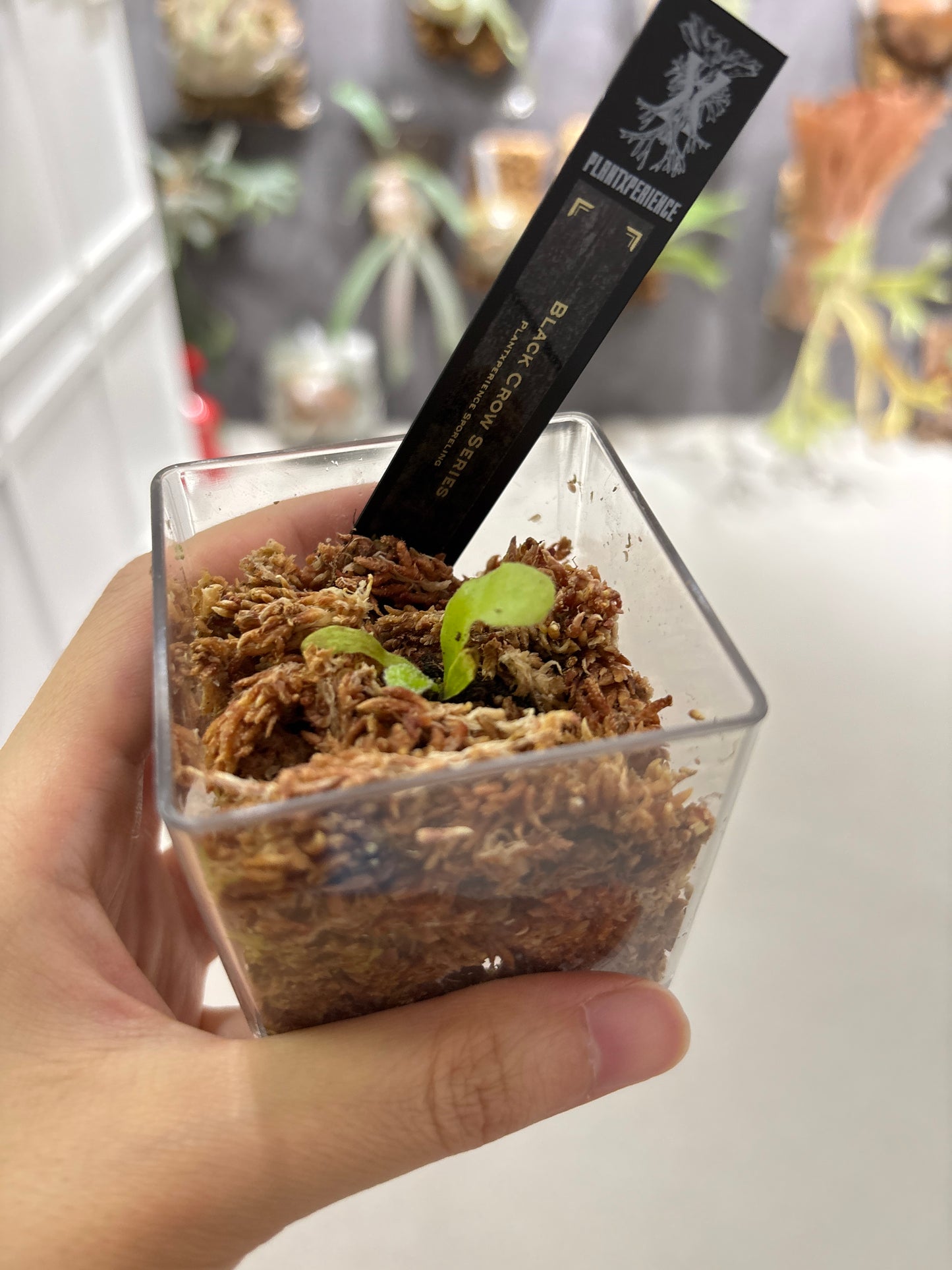 香港本土孢子苗 Black Crow Series Plantxperience Sporeling