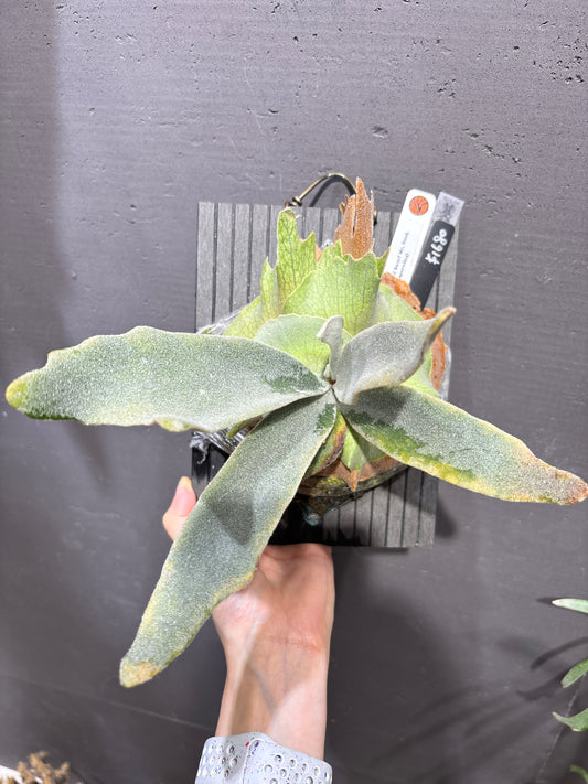 爪哇鹿角蕨 P. willinckii Dwarf Mr. Nook sporeling