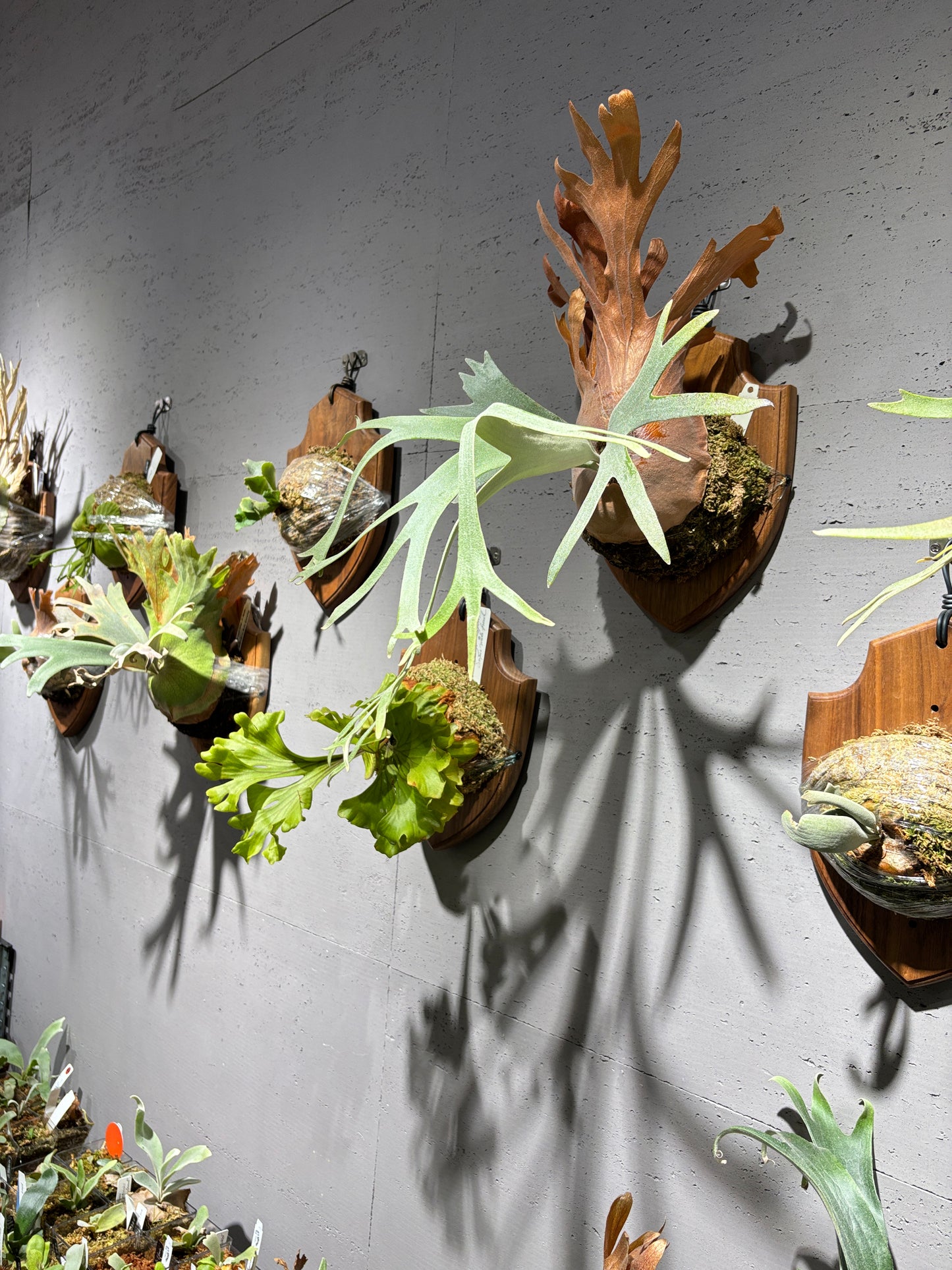 Plantxperience 盾牌