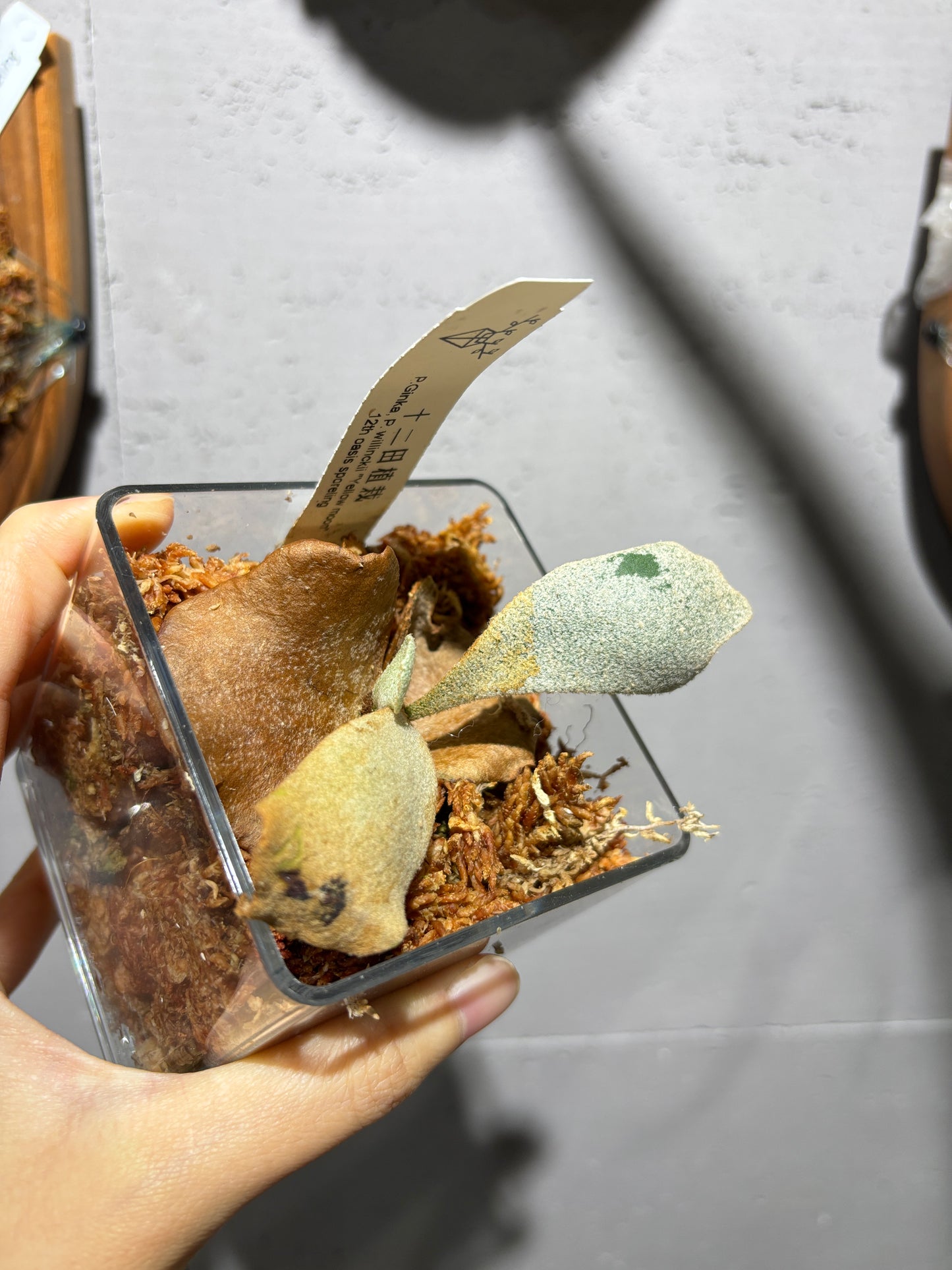 十二田孢子苗 P.Ginka, P.willinckii “Yellow moon” 12th oasis sporeling