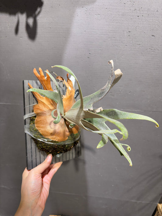 P. willinckii cv. Silvery dwarf Sporeling