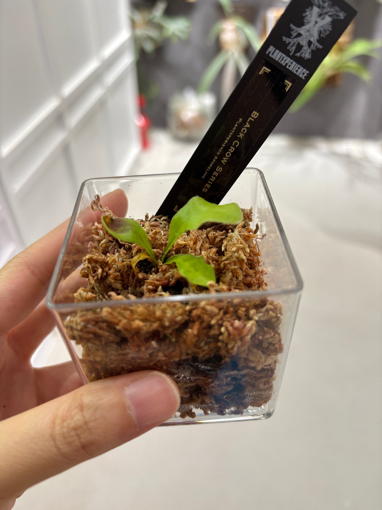 香港本土孢子苗 Black Crow Series Plantxperience Sporeling