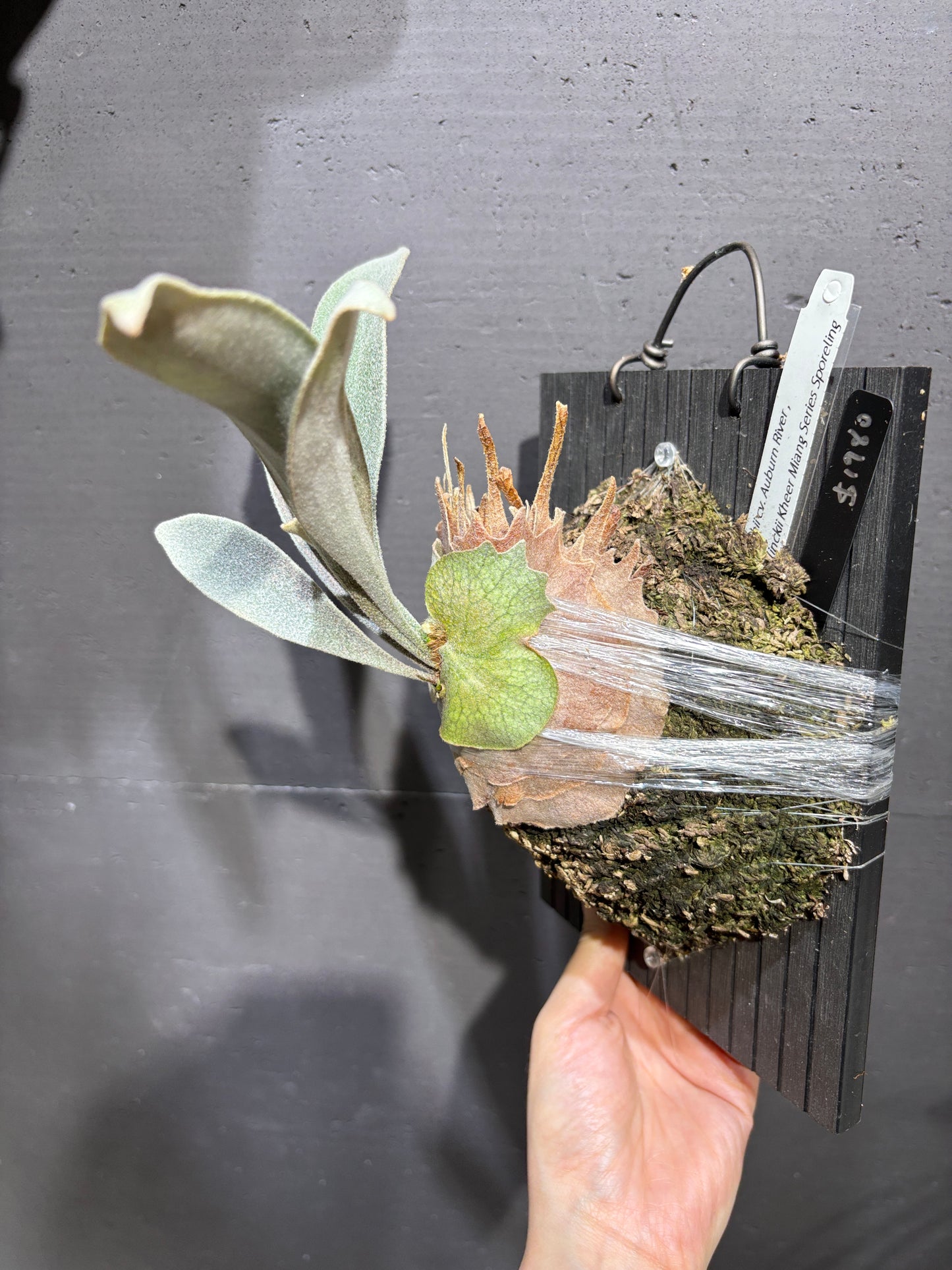 P. Veitchii cv. Auburn River, P. willinckii Kheer Miang Series Sporeling