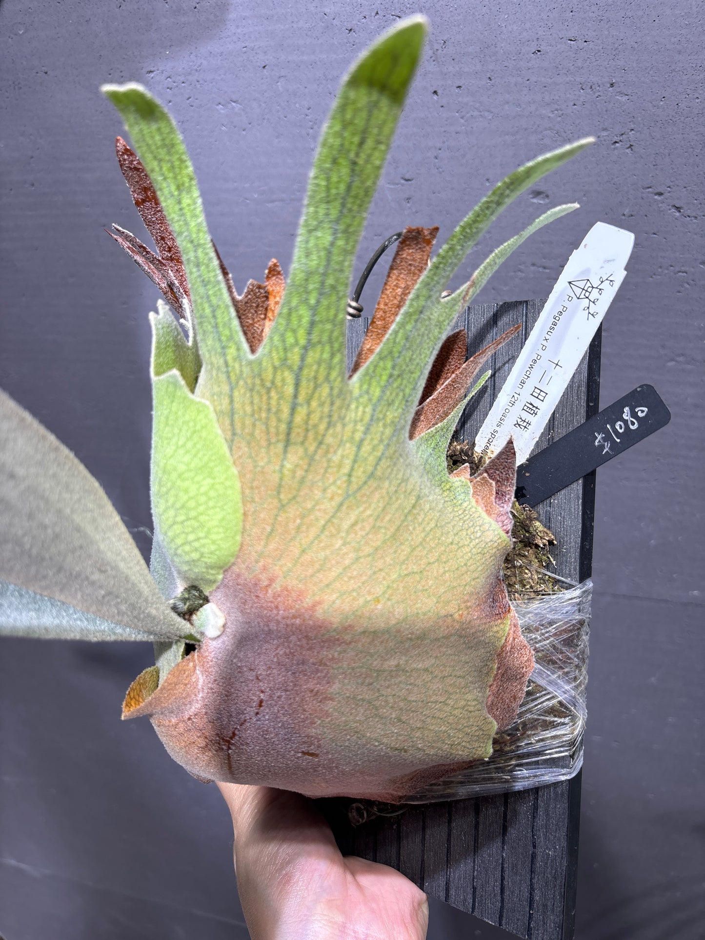 P. Pegasu x P. Pewchan 12th oasis sporeling