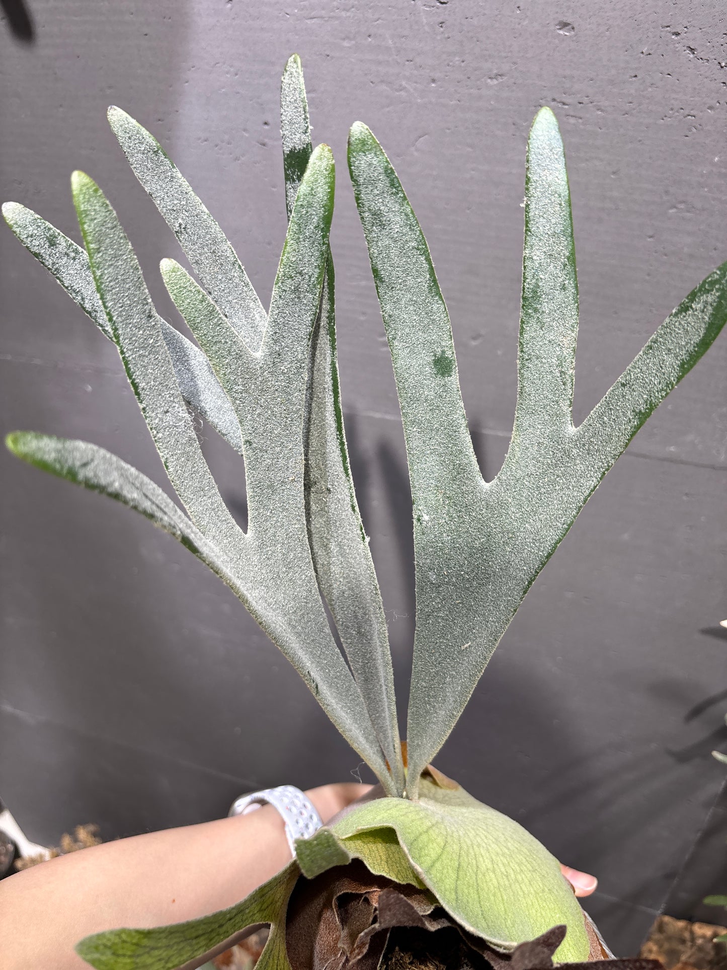 P. Pegasu x P. Pewchan 12th oasis sporeling
