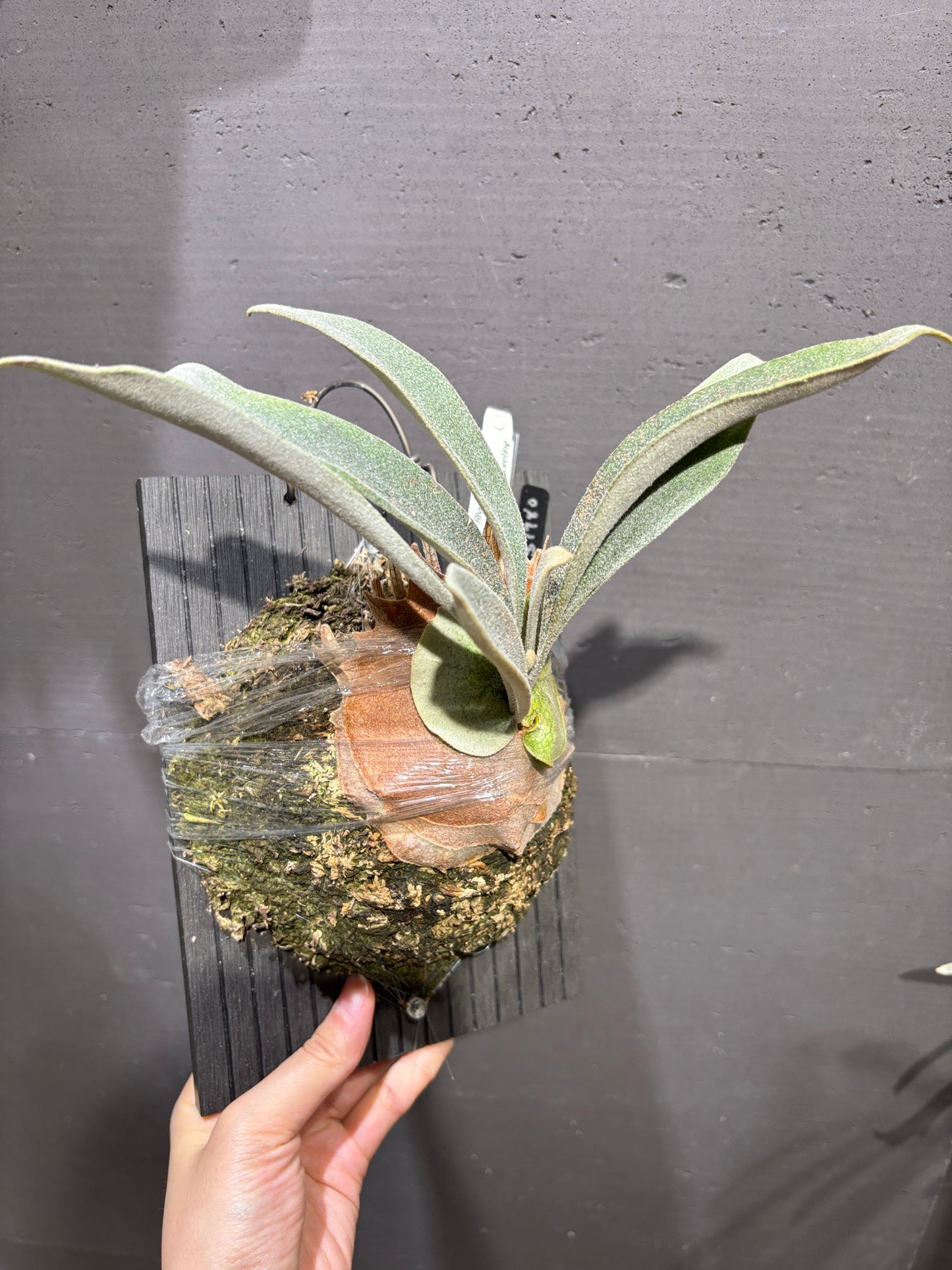P. Veitchii cv. Auburn River, P. willinckii Kheer Miang Series Sporeling