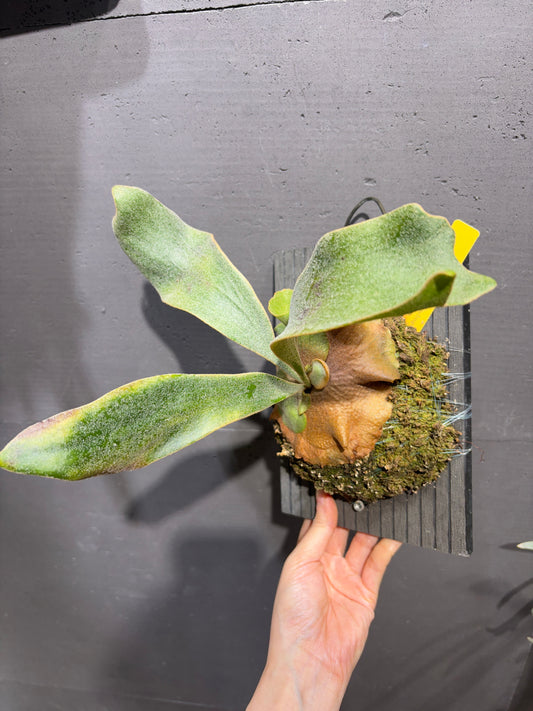 P. Kin Norn Sporeling