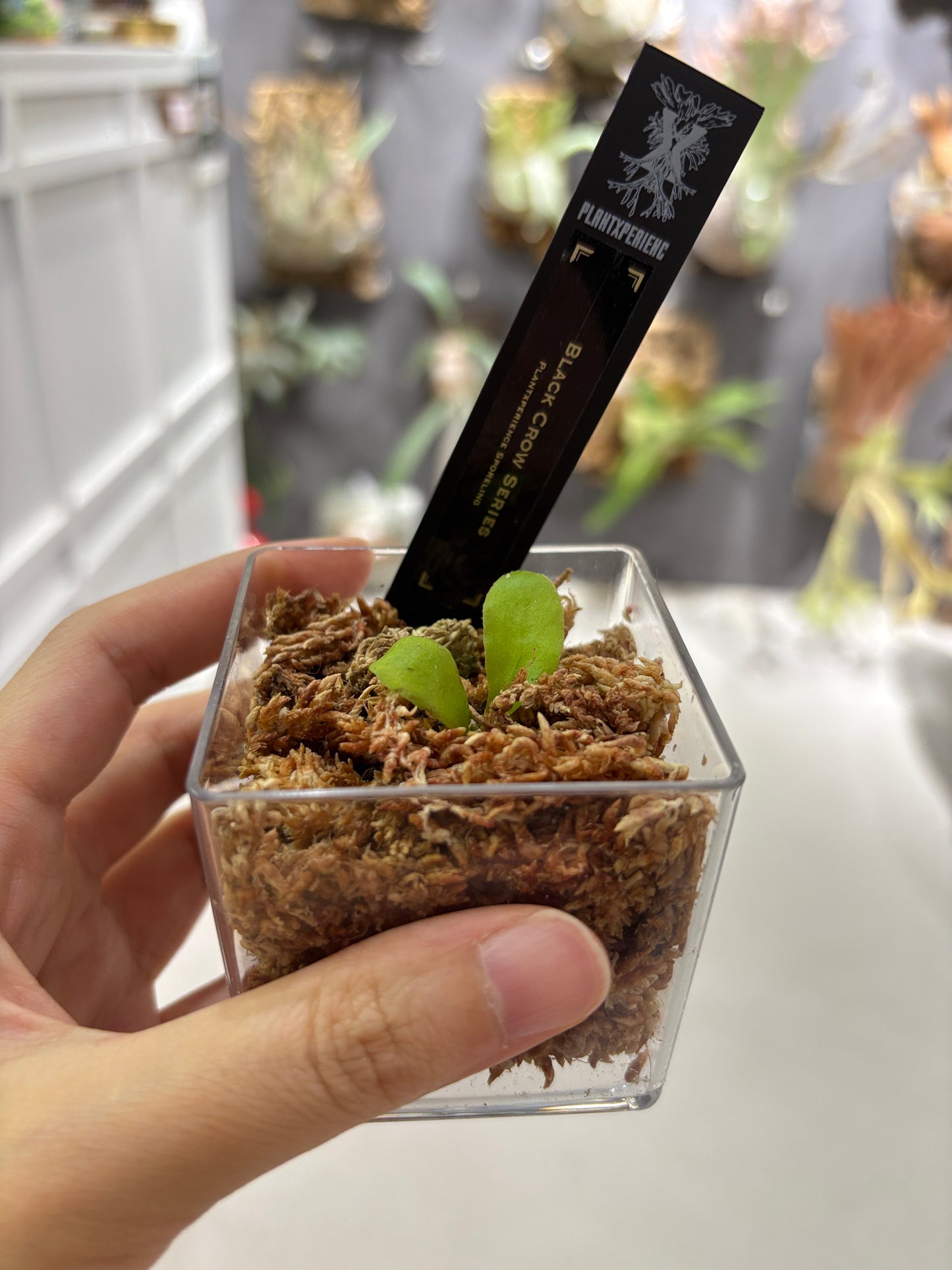 香港本土孢子苗 Black Crow Series Plantxperience Sporeling
