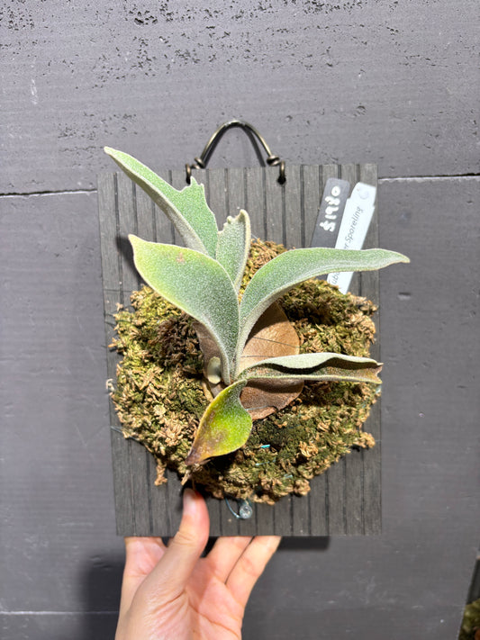 P. Veitchii cv. Auburn River sporeling