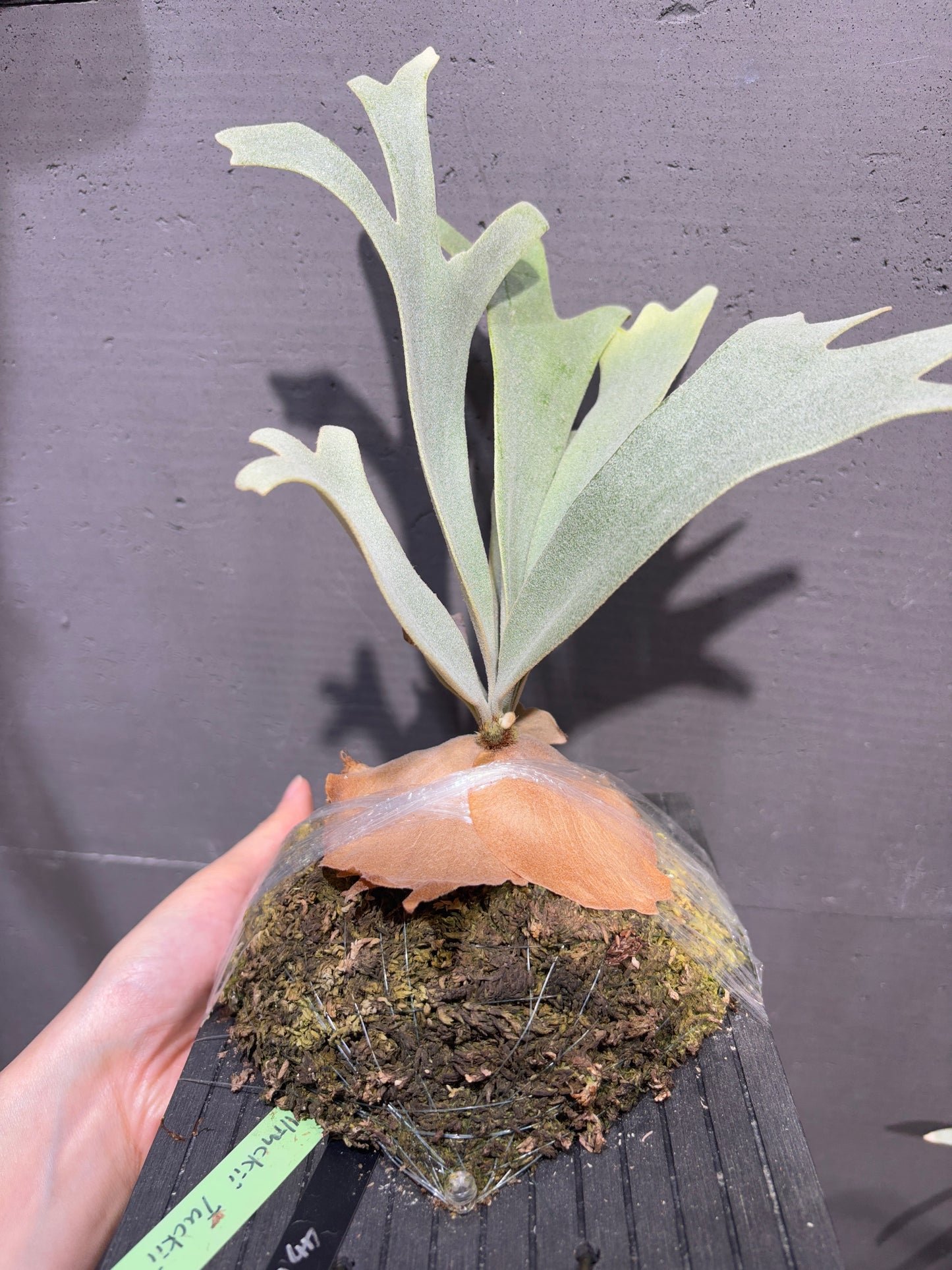 P. willinckii Tuckii #1
