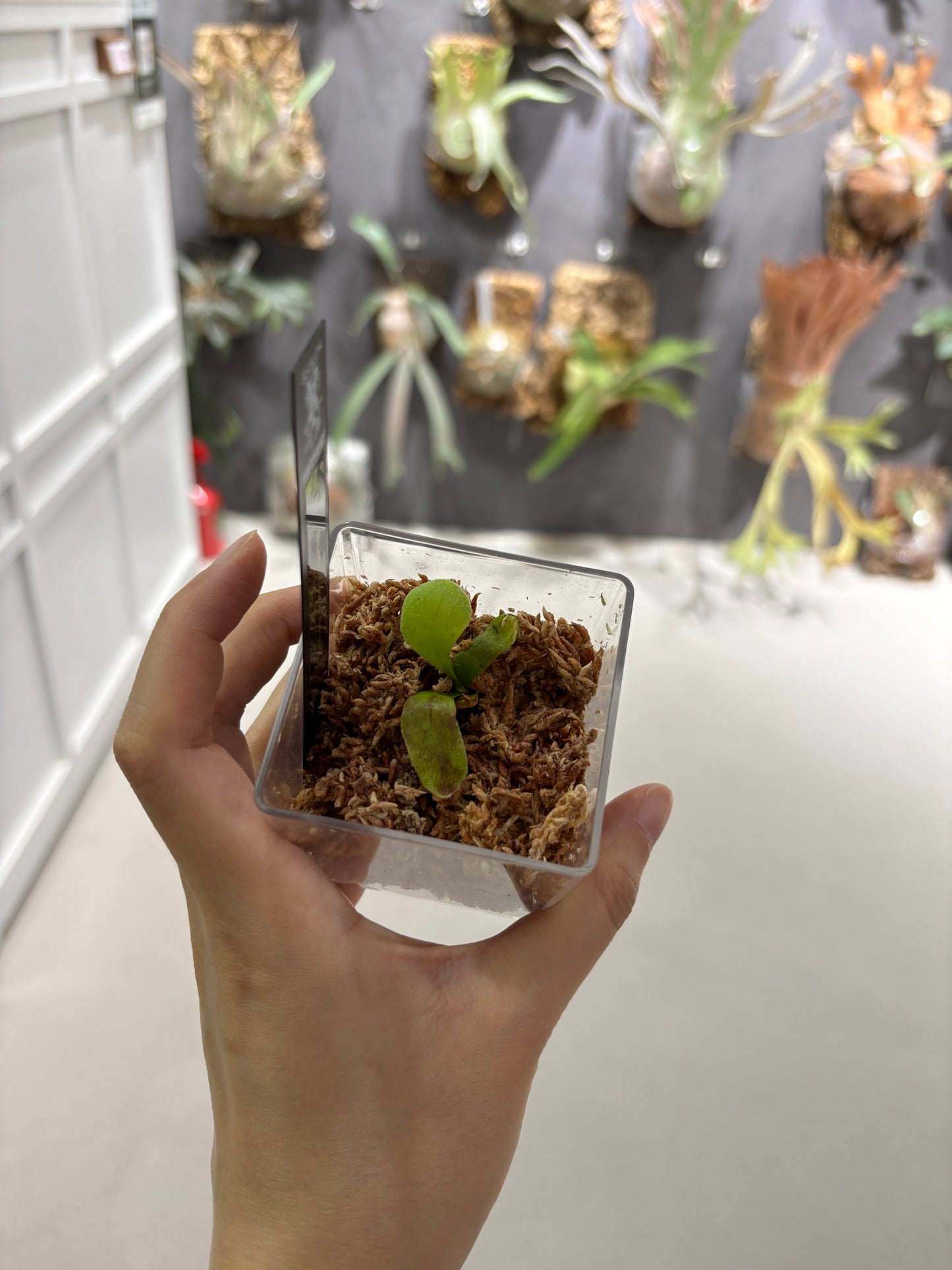香港本土孢子苗 Black Crow Series Plantxperience Sporeling
