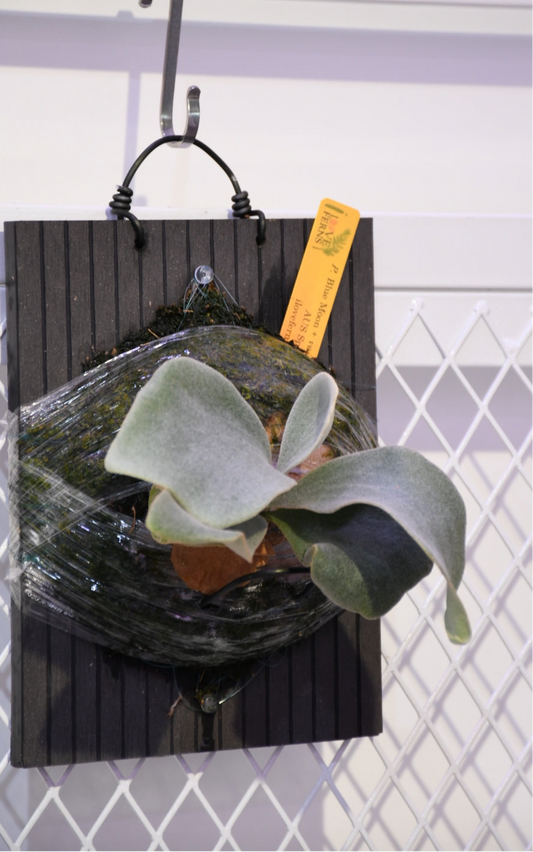 P. Blue Moon x Veitchii HFG AUS sporeling (ILF)