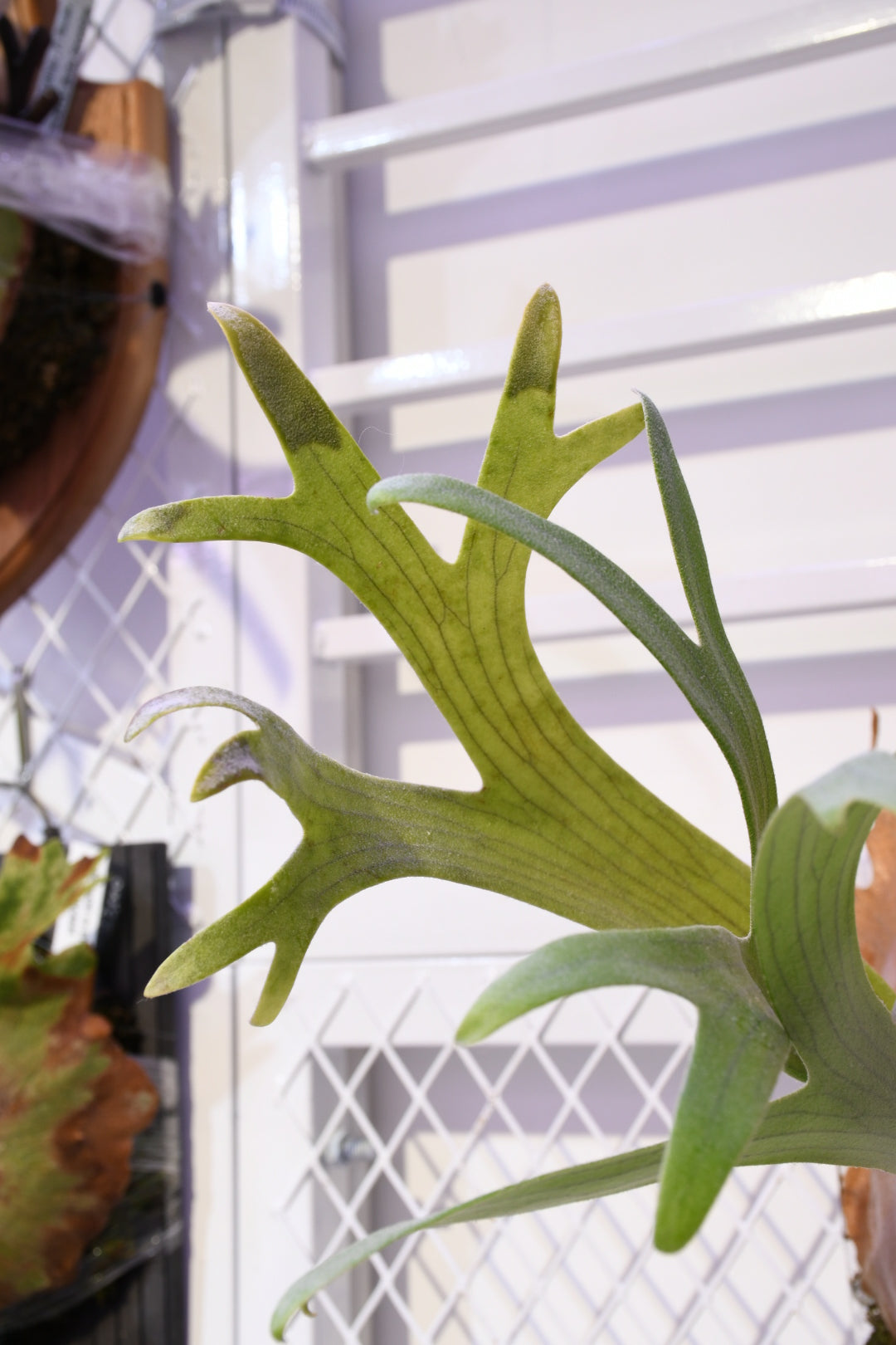 P. Scoldfield Tatsuta x Kin Naree sporeling (ILF)